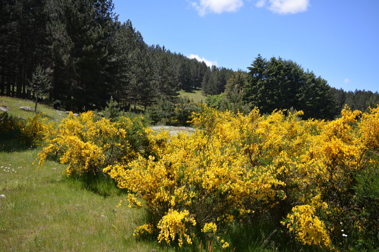 Nikon D5200 sample photo. Brooms, flowers, nature photography