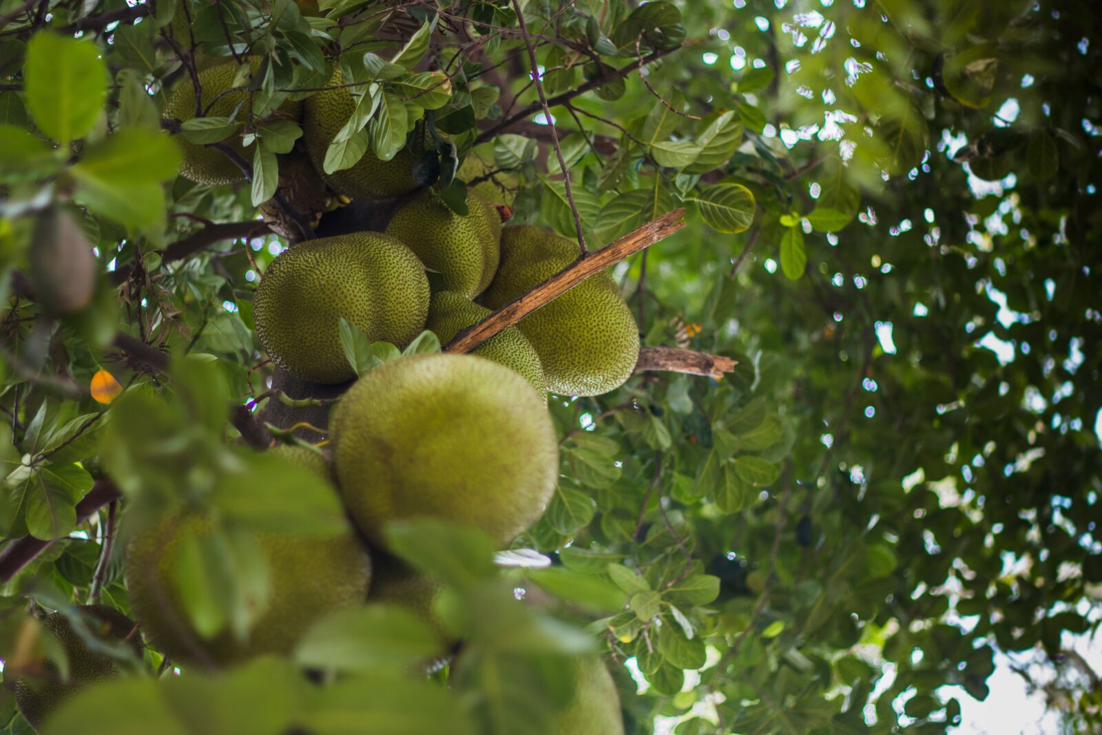 Canon EOS 70D + Canon EF 50mm F1.8 II sample photo. Jackfruit, fruit, food photography