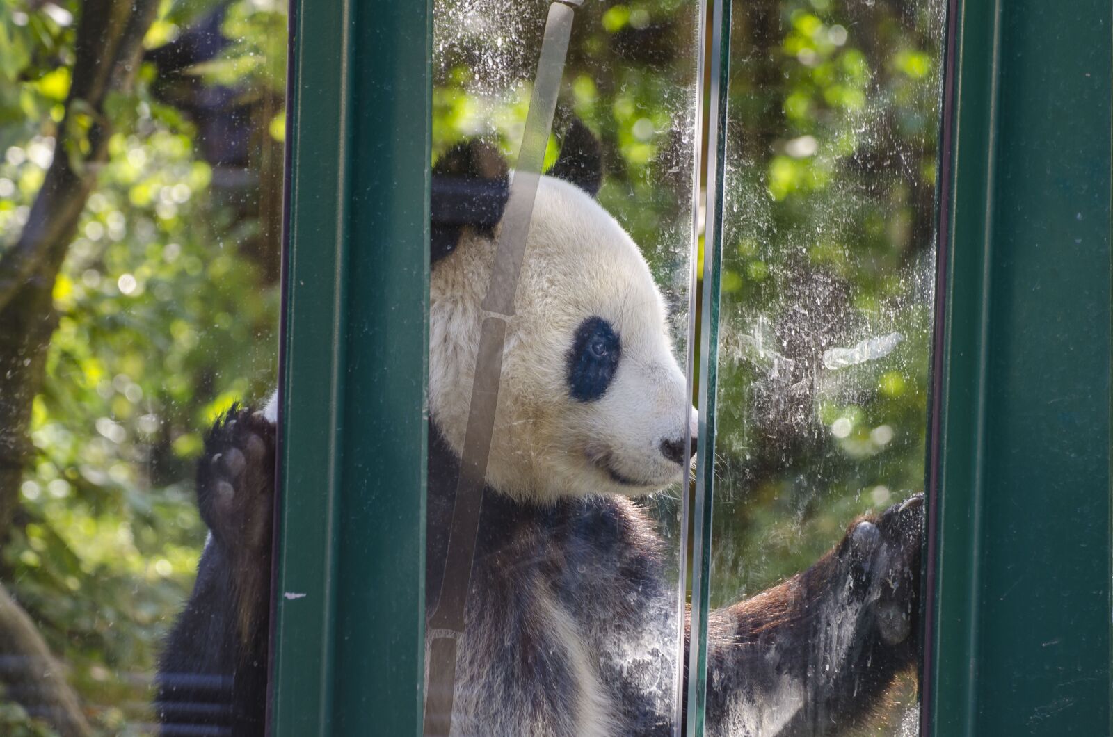 Nikon D7000 sample photo. Zoo, tiergarten, vienna photography