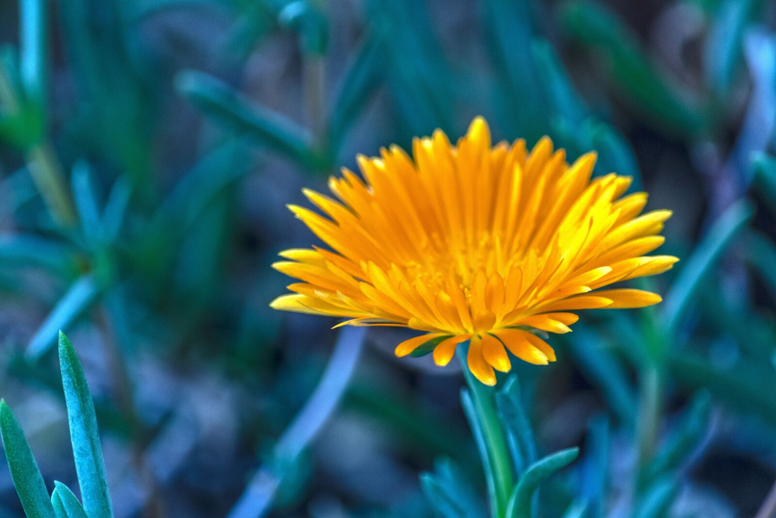 Nikon D7500 sample photo. Flower, yellow, nature photography