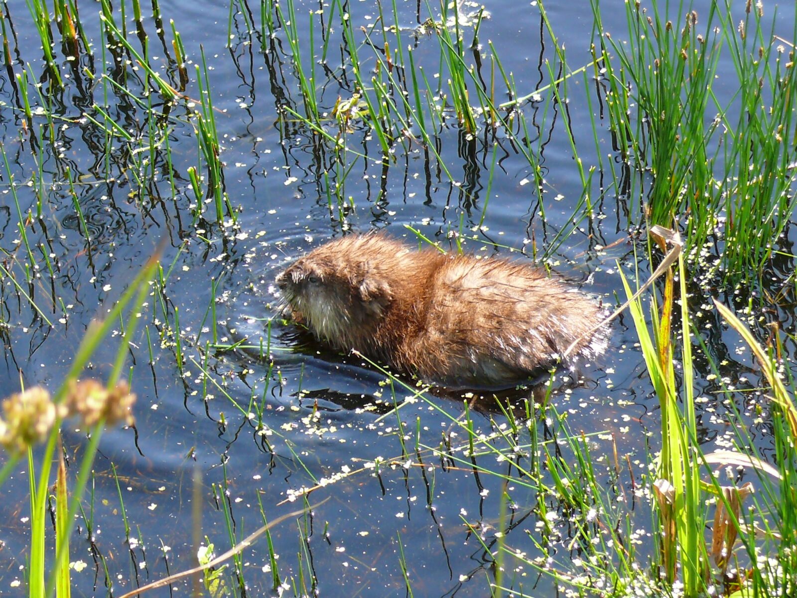 Panasonic DMC-FZ50 sample photo. Muskrat, rat, water photography