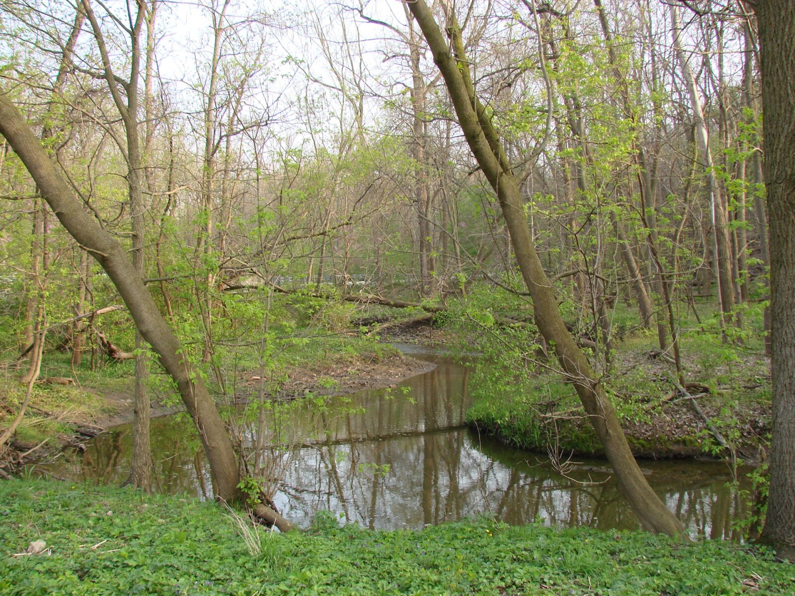 Sony DSC-H5 sample photo. Trees, creek, nature photography