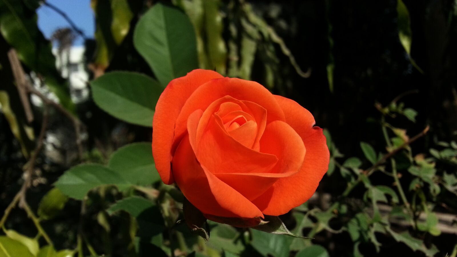 Samsung Galaxy Note2 sample photo. Rose, red, nature photography