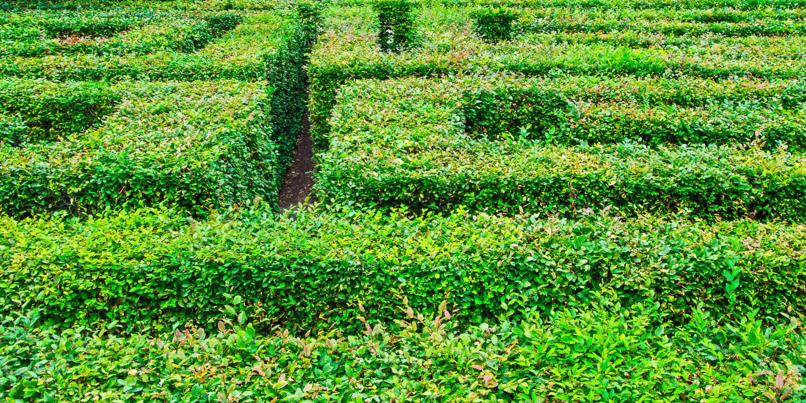 Nikon D5100 sample photo. Labyrinth, garden, altjeßnitz photography