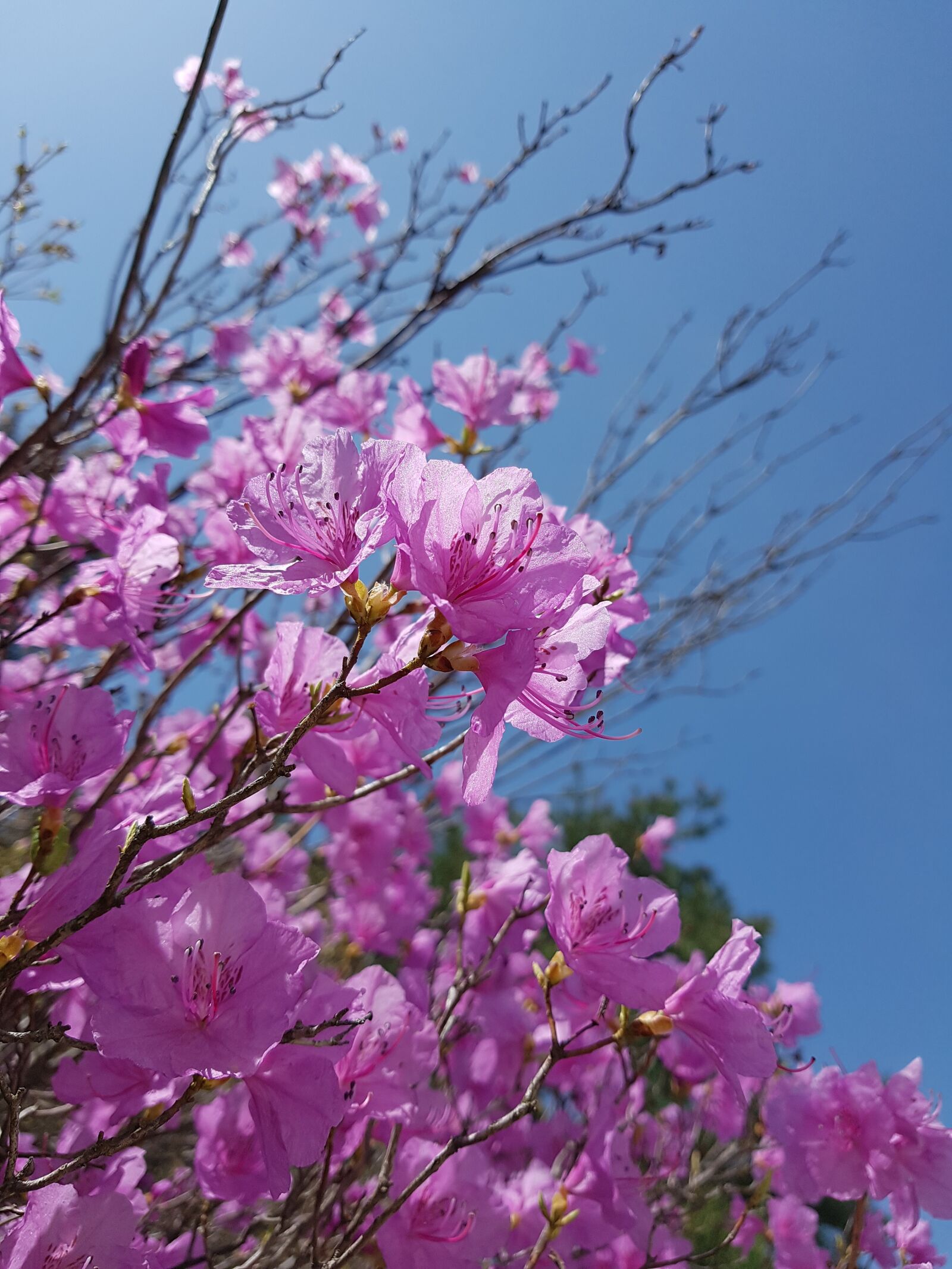 Samsung Galaxy S7 sample photo. Spring flowers, azalea, azalea photography
