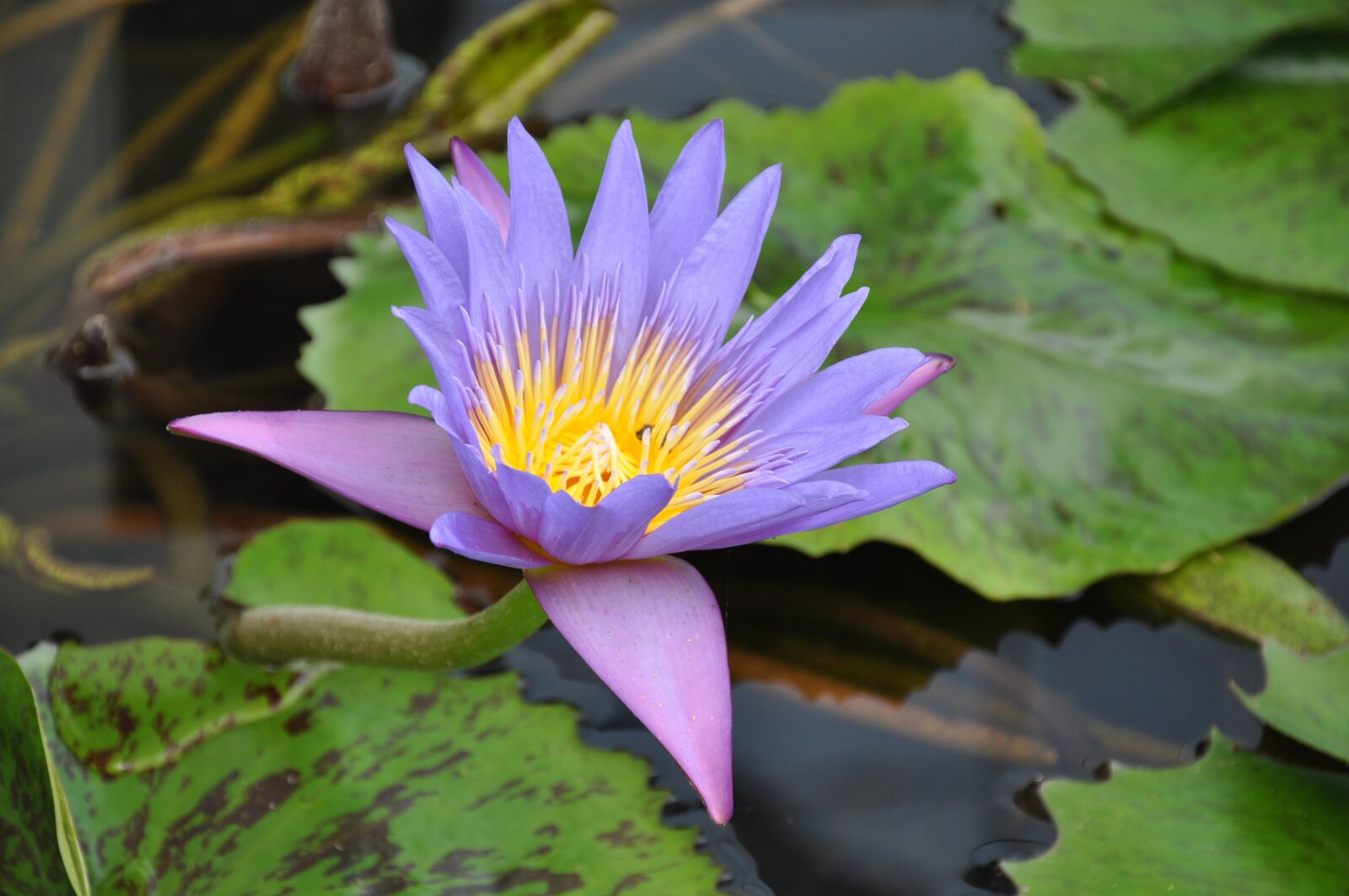 Nikon D90 sample photo. Puddle, lotus, nature photography