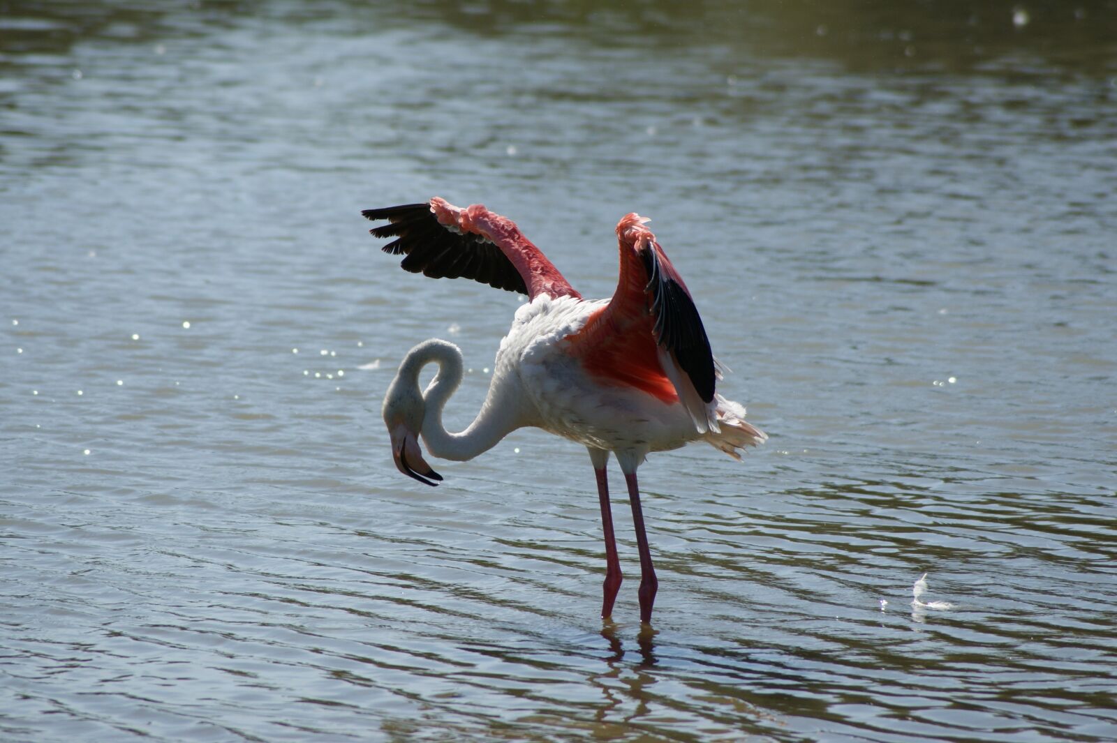 Sony Alpha DSLR-A290 sample photo. Flamingos, pond, summer photography