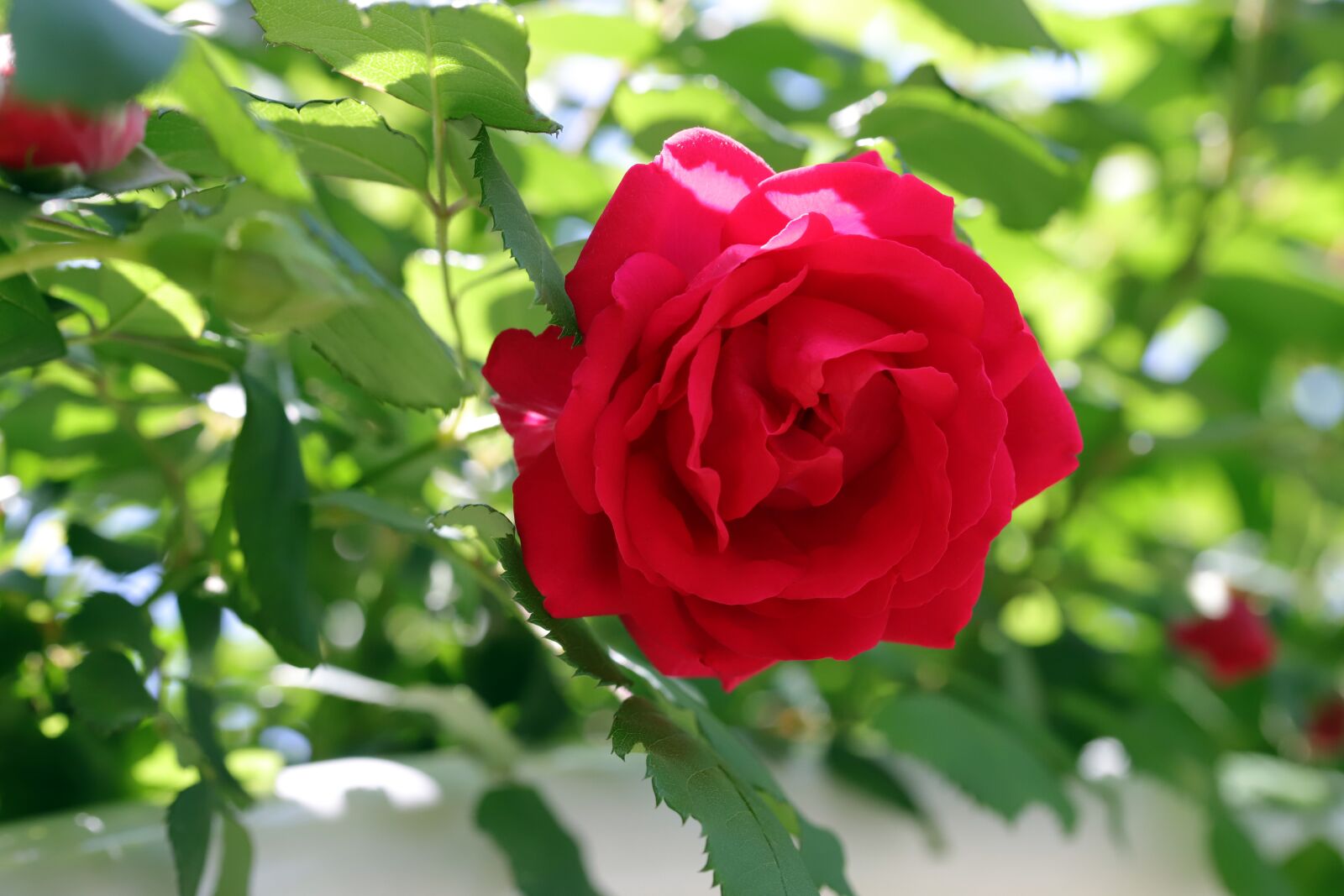 Canon EOS 6D Mark II sample photo. Rose, petal, flowers photography