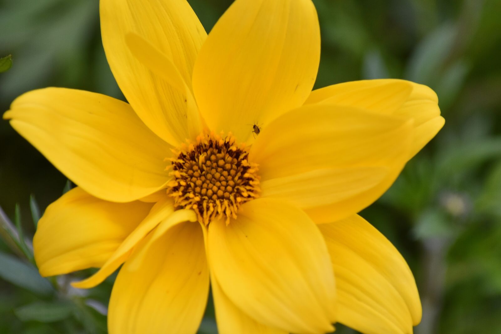 Nikon D5500 sample photo. Insect, pistil, yellow, plant photography