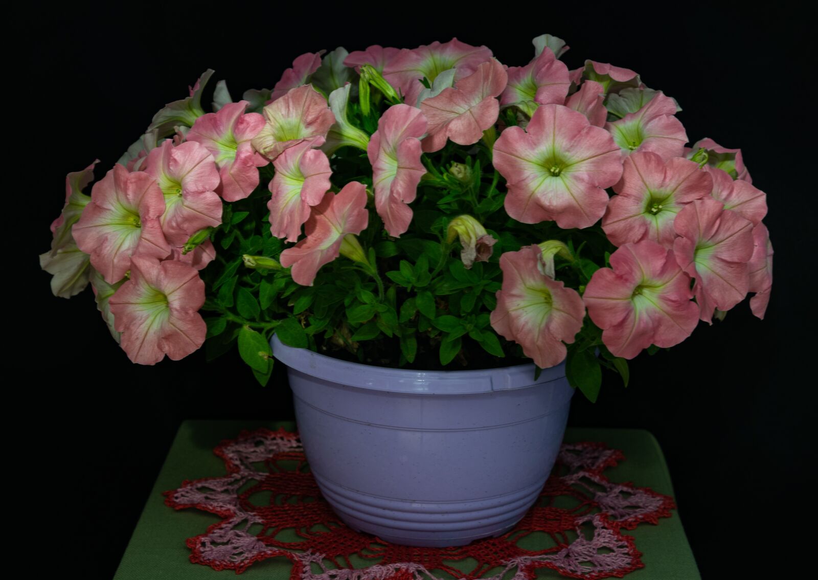 Nikon D750 sample photo. Petunia, flower, still photography