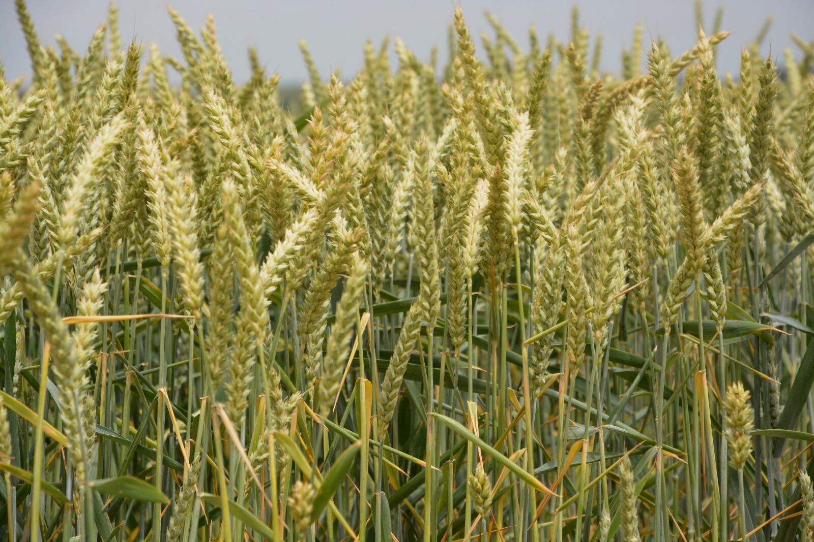 Nikon D5200 sample photo. Wheats, culture, harvest photography