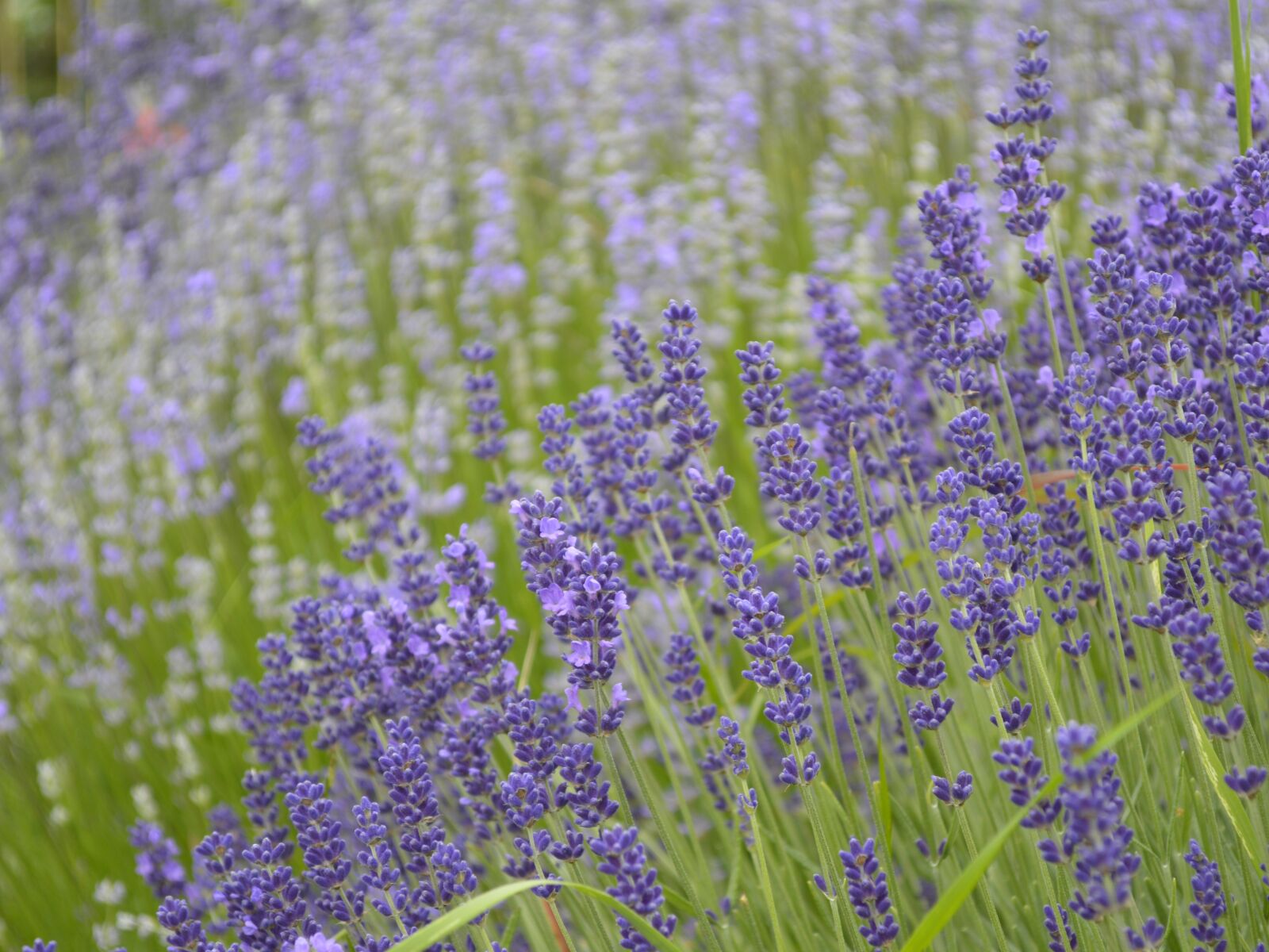 Nikon D3200 sample photo. Lavender, medicinal herbs, garden photography