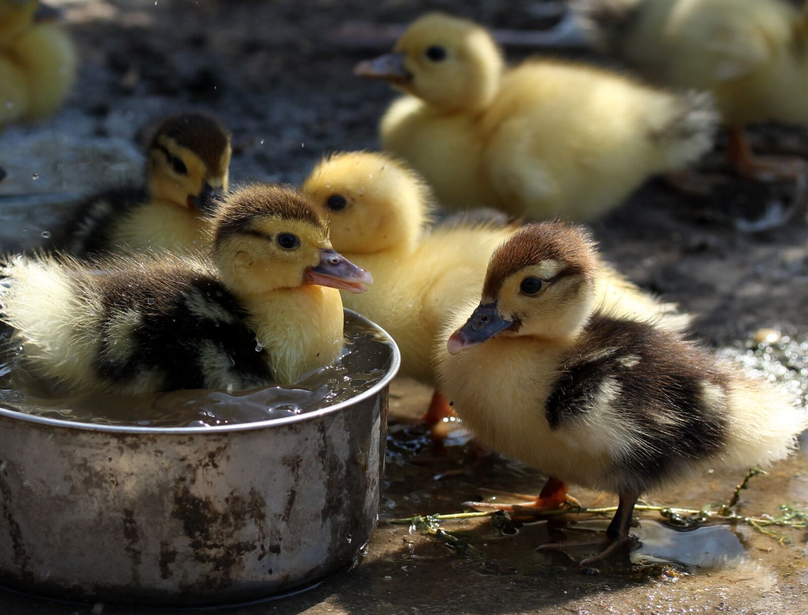 Canon EF-S 60mm F2.8 Macro USM sample photo. Duckling, fluffy, cute photography