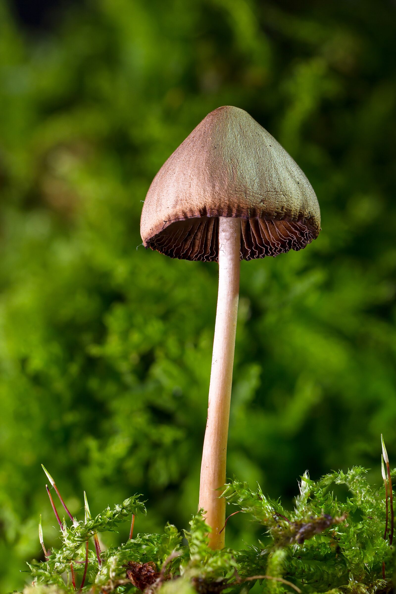 Tamron SP AF 60mm F2 Di II LD IF Macro sample photo. Mushroom, mini mushroom, sponge photography