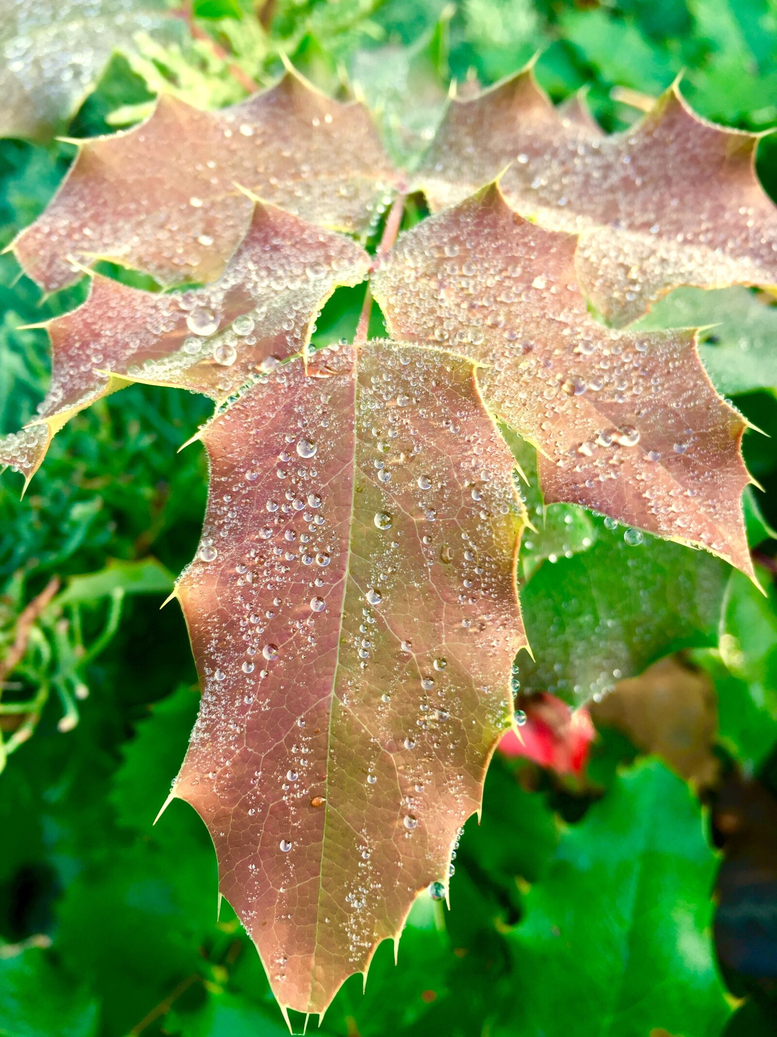 iPhone 6 back camera 4.15mm f/2.2 sample photo. Dew, leaves, drop photography