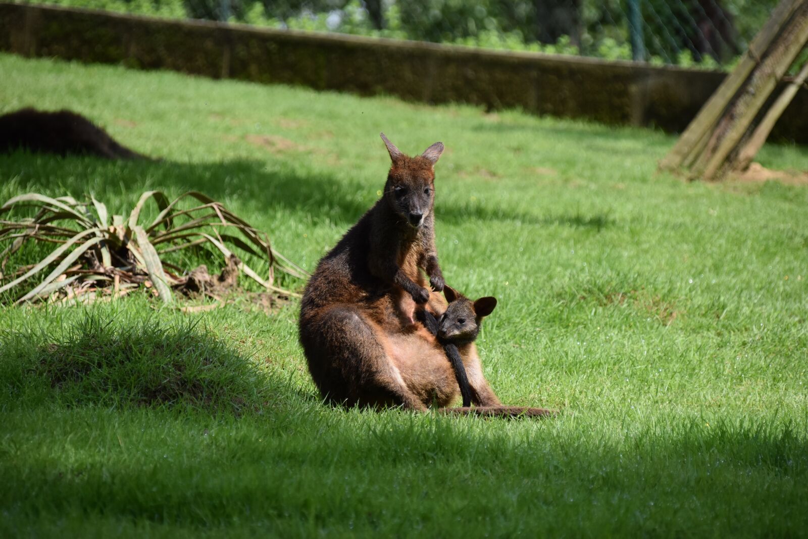 Nikon D5500 sample photo. Kangaroo, mom with her photography