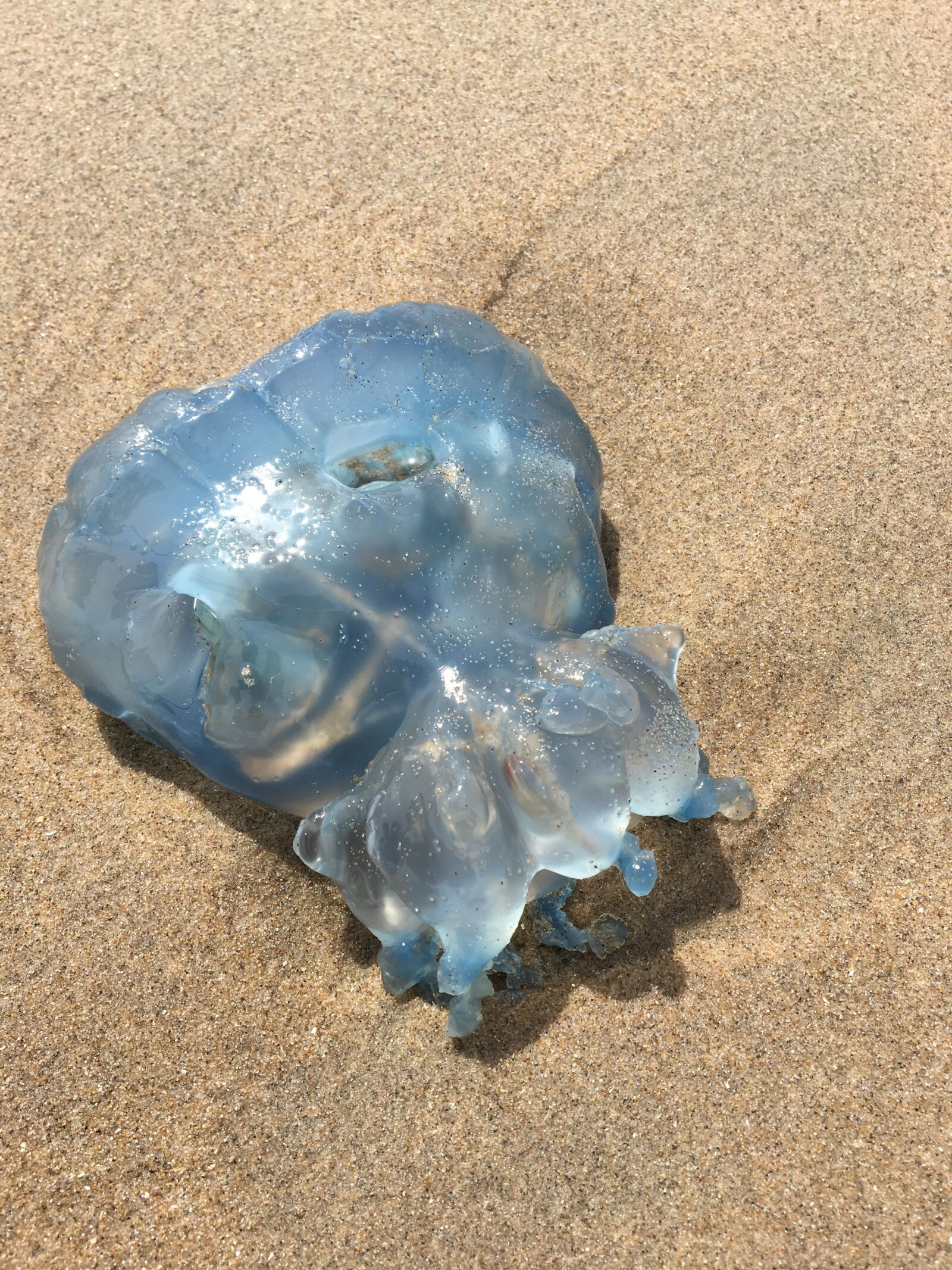 Apple iPhone 6s sample photo. Beach, jellyfish, animal photography