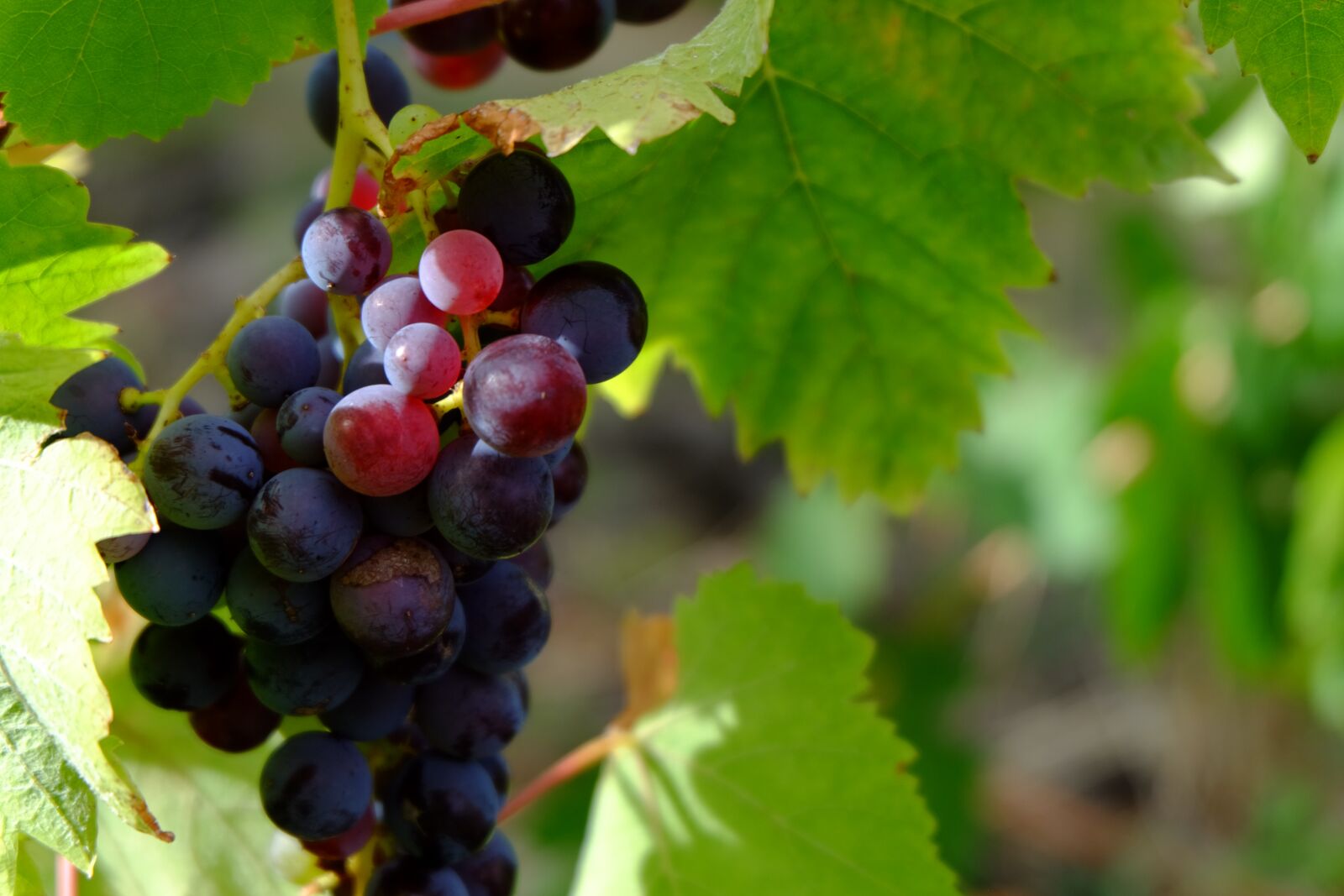 Fujifilm X-M1 sample photo. Grapes, fruit, nature photography