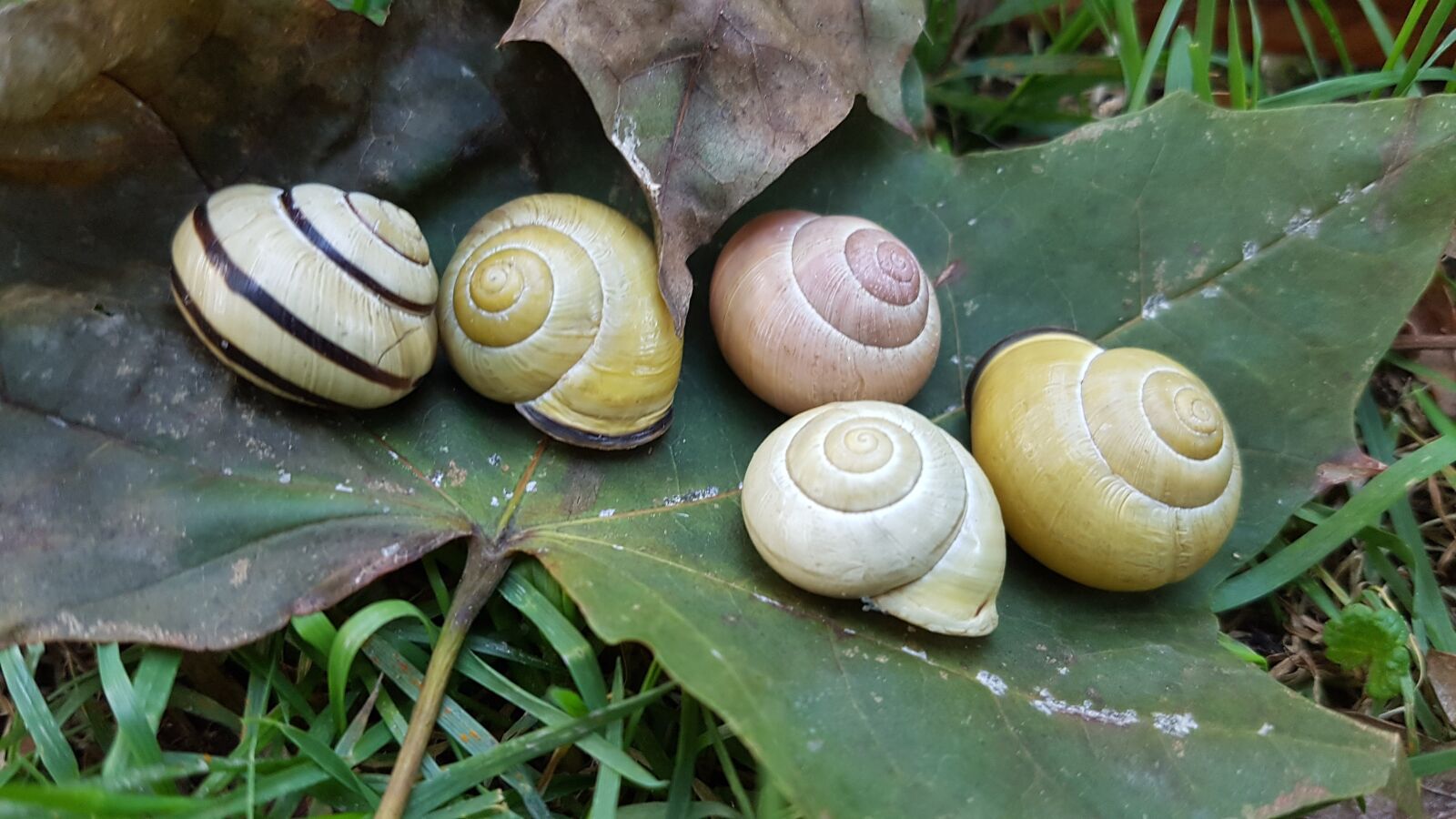Samsung Galaxy S7 sample photo. Slug, snail, snail shell photography