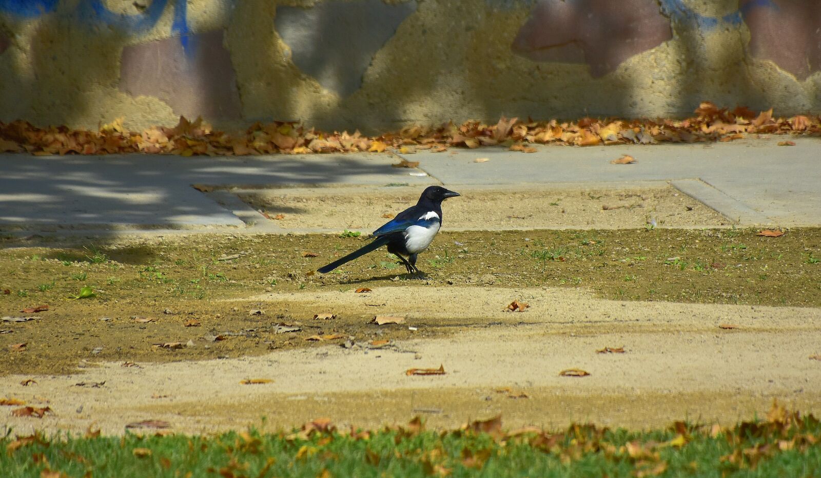 Nikon D7200 sample photo. Birds, magpie, plumage photography