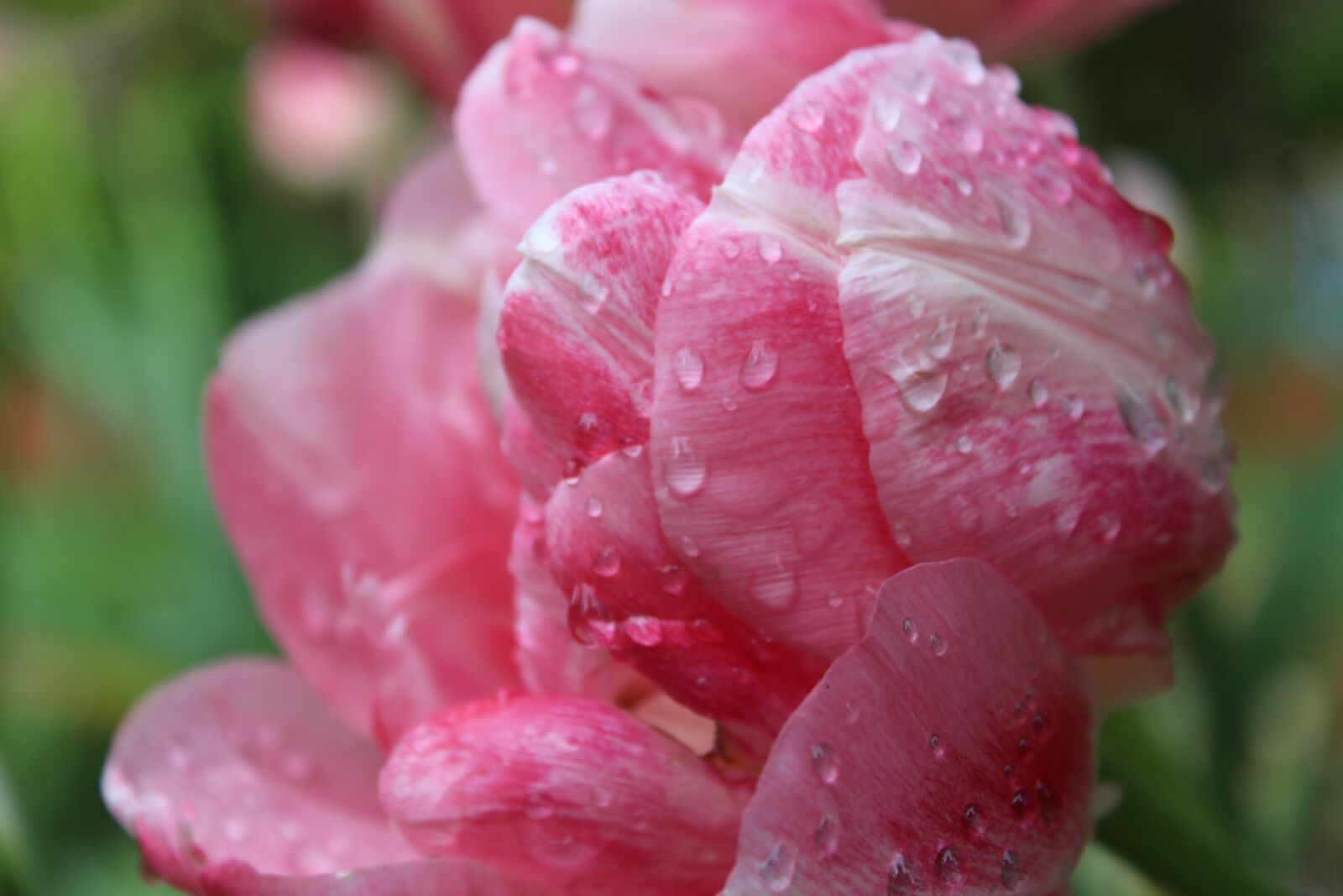 Canon EOS 650D (EOS Rebel T4i / EOS Kiss X6i) sample photo. Spring, tulips, dew photography
