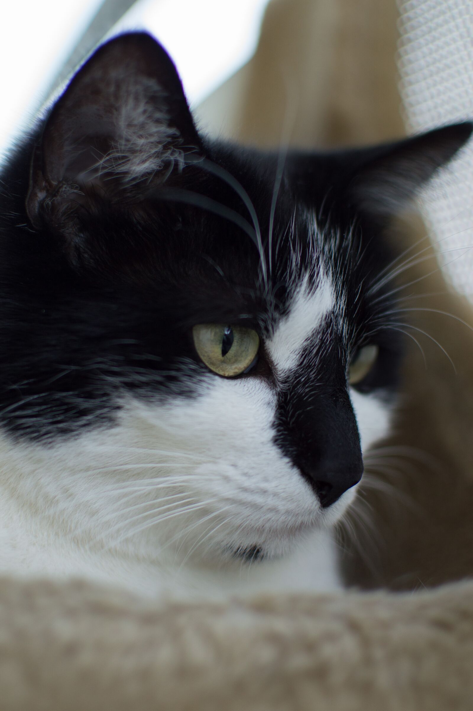 Nikon D3200 sample photo. Cat, cat photography, animal photography