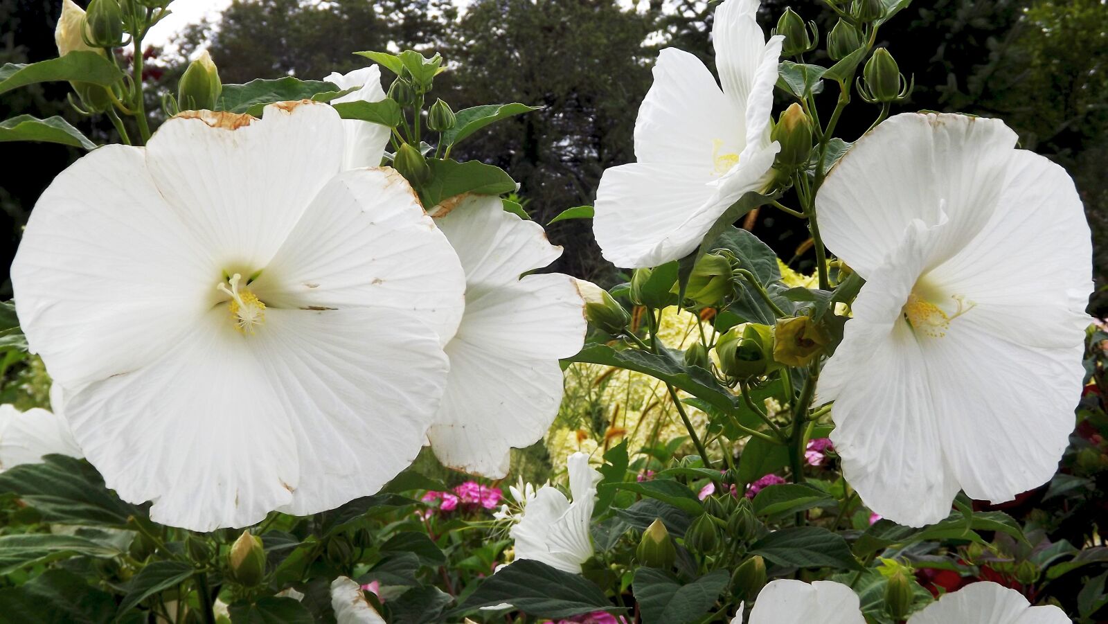 Fujifilm FinePix S3400 sample photo. Flora, flowers, rose photography