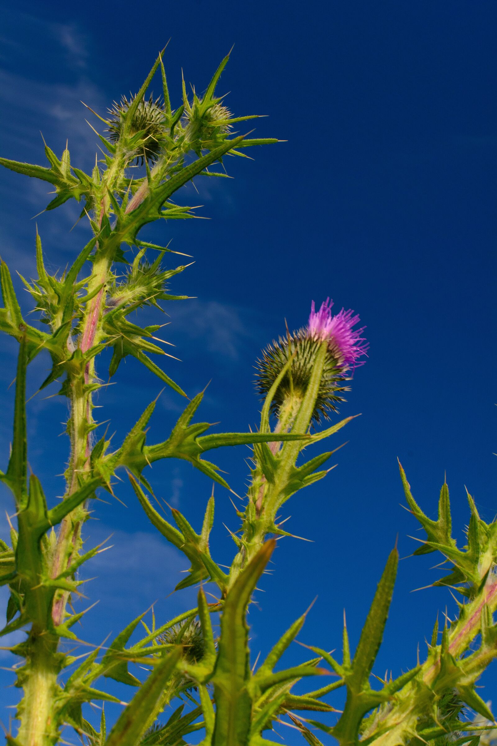 Nikon D5200 sample photo. Plant, thistle, sky photography