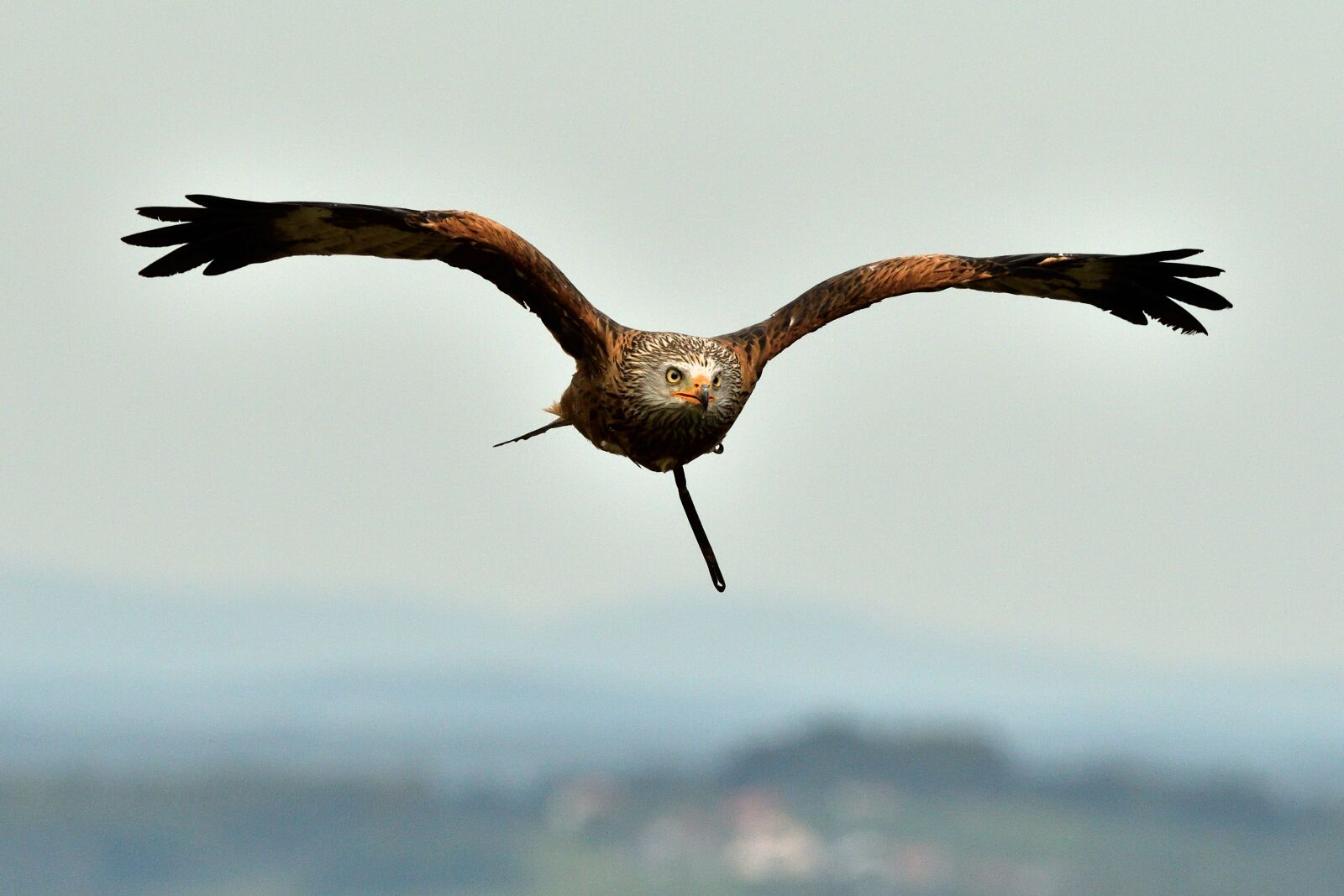 Nikon D500 sample photo. Adler, bird, bird of photography