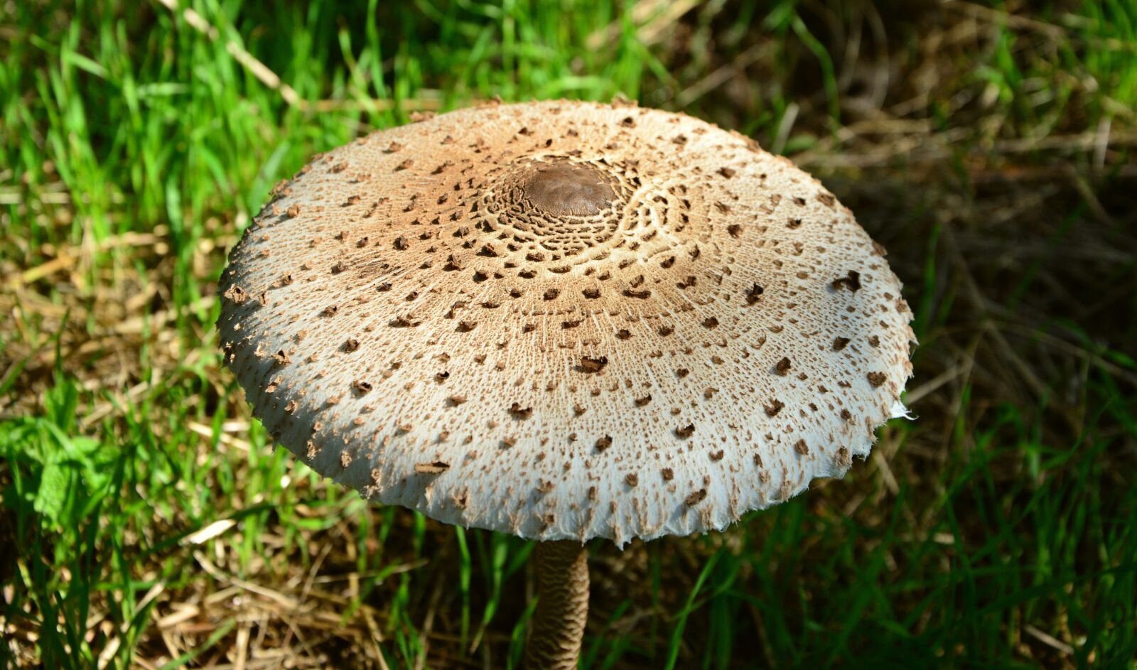 Nikon D5200 sample photo. Giant schirmling, macrolepiota, mushroom photography