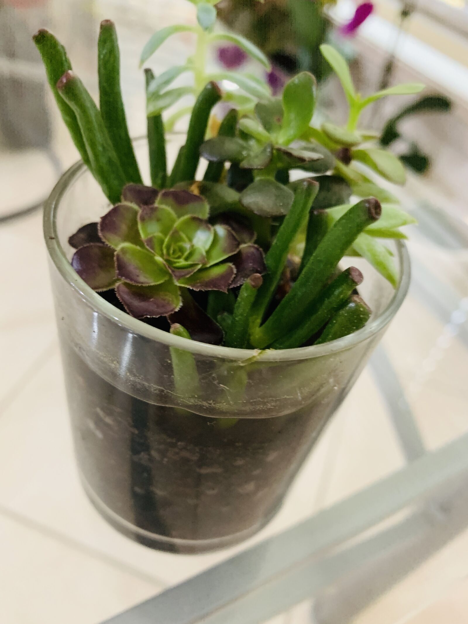 Apple iPhone XS sample photo. Succulents, plant, home photography