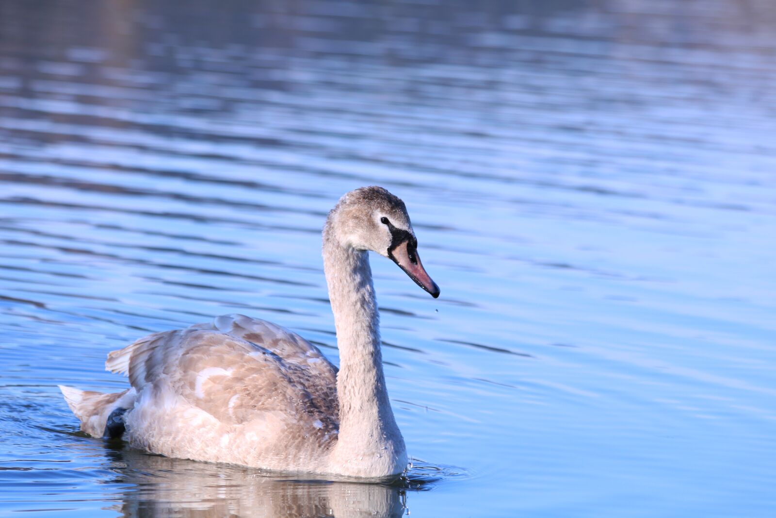 Canon EOS 750D (EOS Rebel T6i / EOS Kiss X8i) sample photo. Swan, water bird, water photography