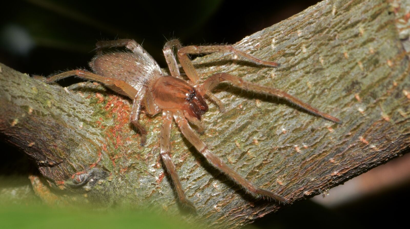 Nikon D5300 sample photo. Spider, sac spider, yellow photography