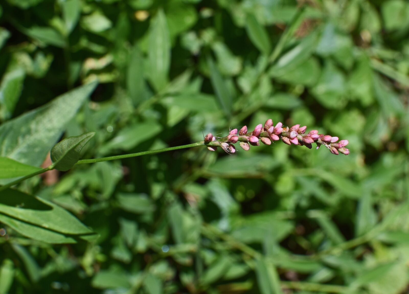 Nikon D3300 sample photo. Smartweed, knotweed, wildflower photography