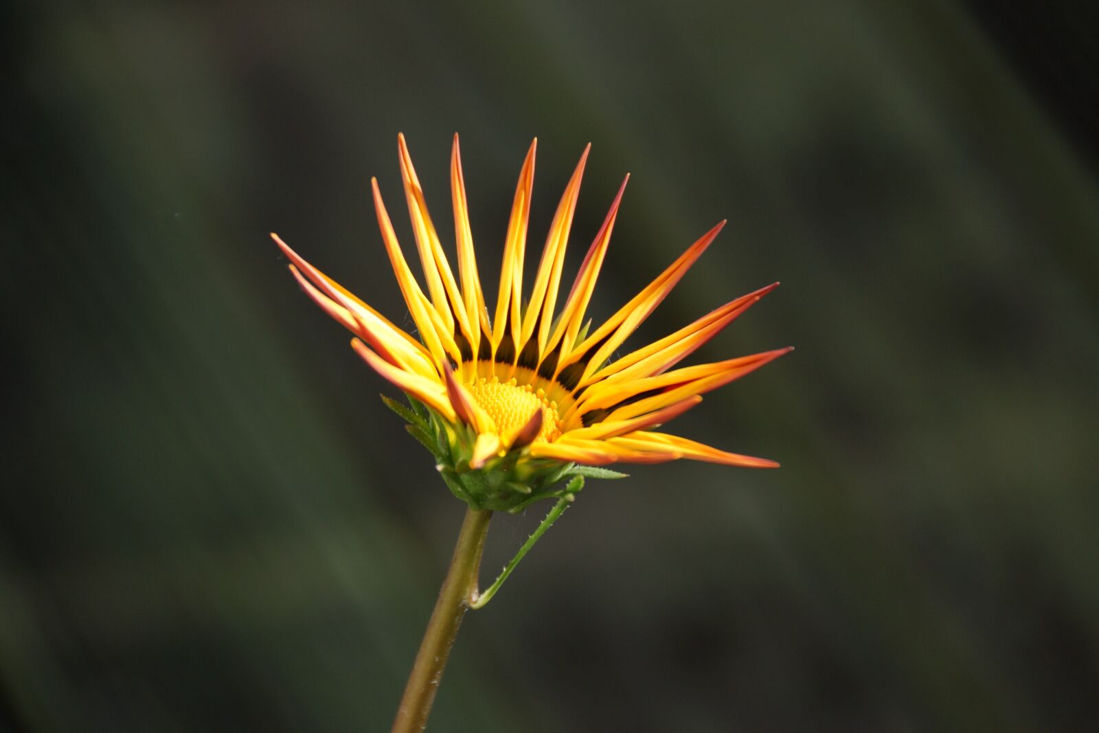 Sony DT 18-250mm F3.5-6.3 sample photo. Gazania, yellow, flower photography