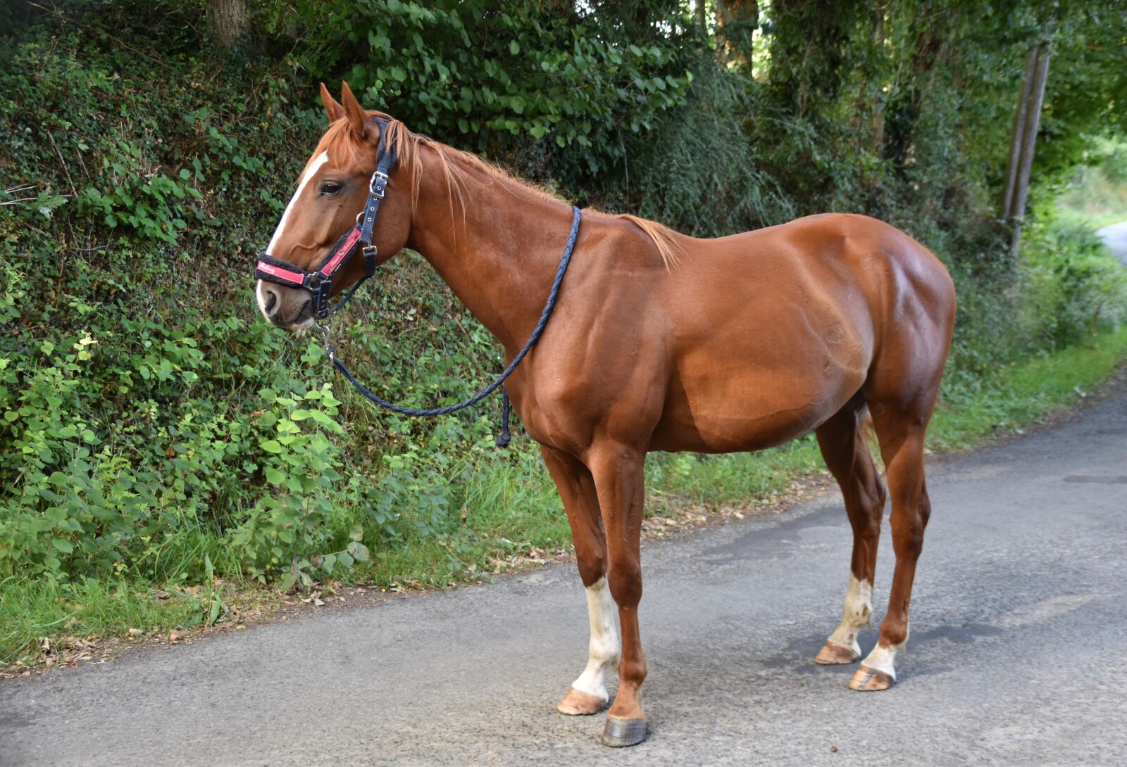 Nikon D5600 sample photo. Horse, horse walker, horse photography