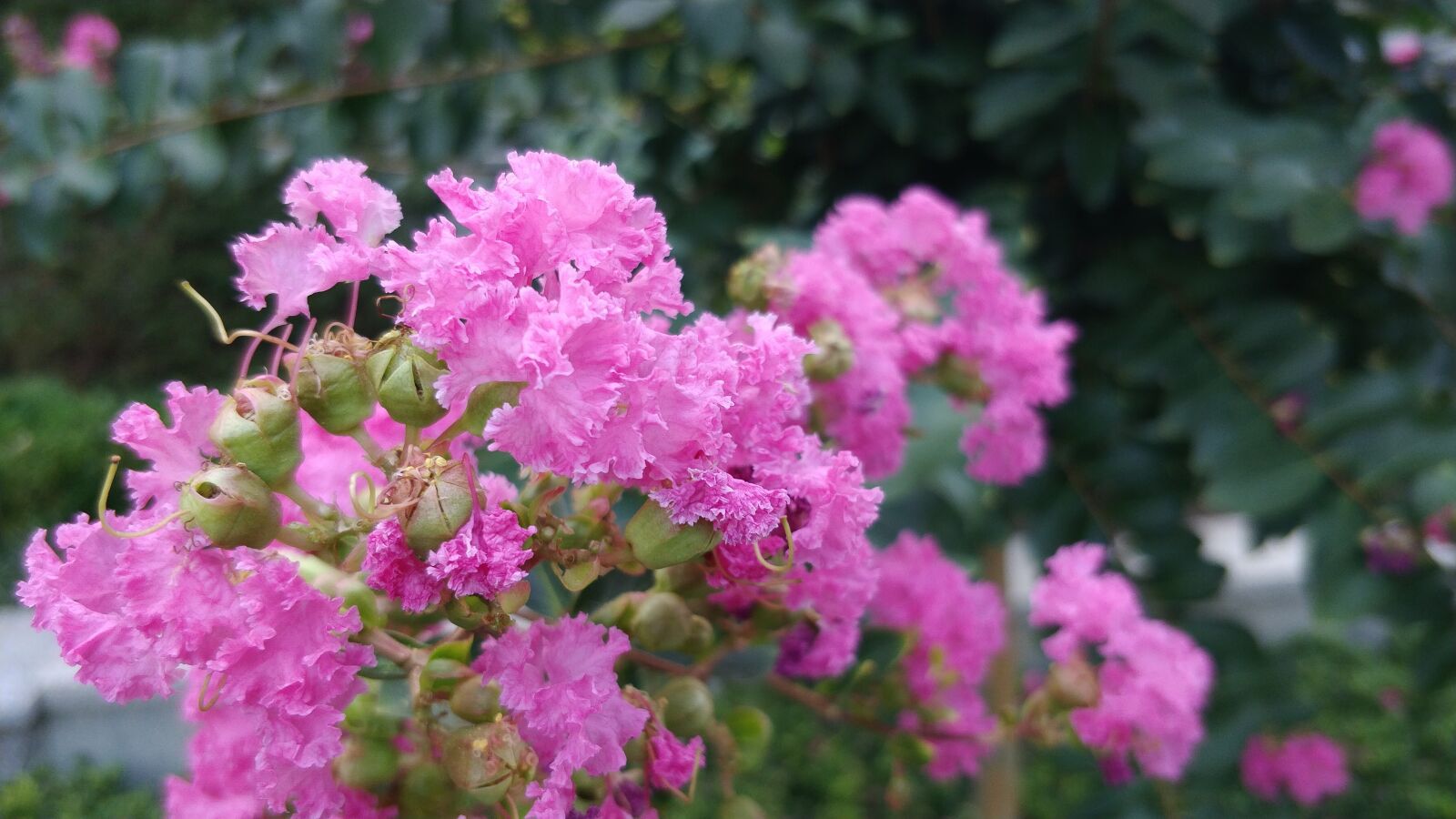 OnePlus 5 sample photo. Flowers, summer, beautiful photography