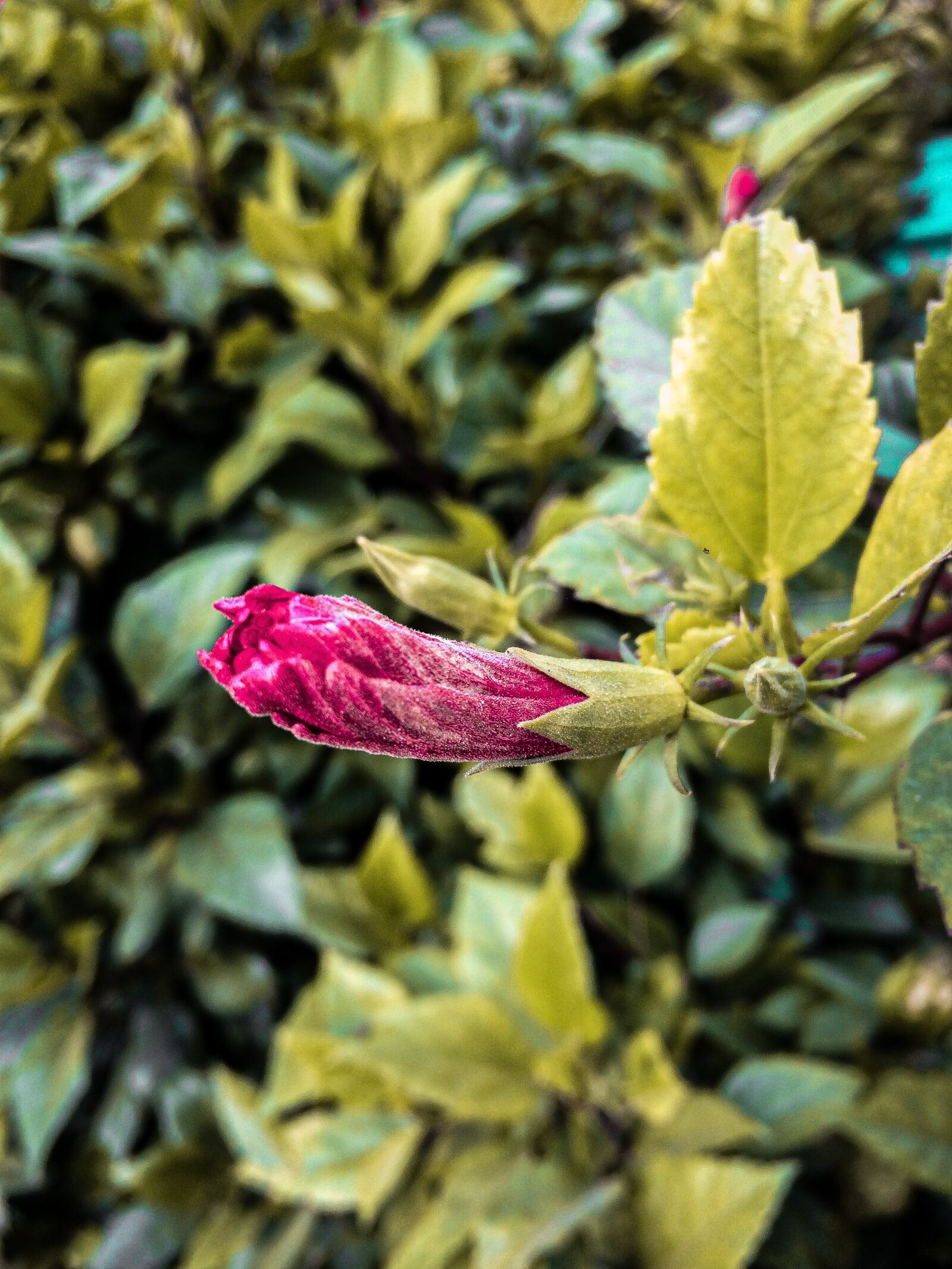iPhone 5s back camera 4.15mm f/2.2 sample photo. Beautiful flower, nature, bloom photography