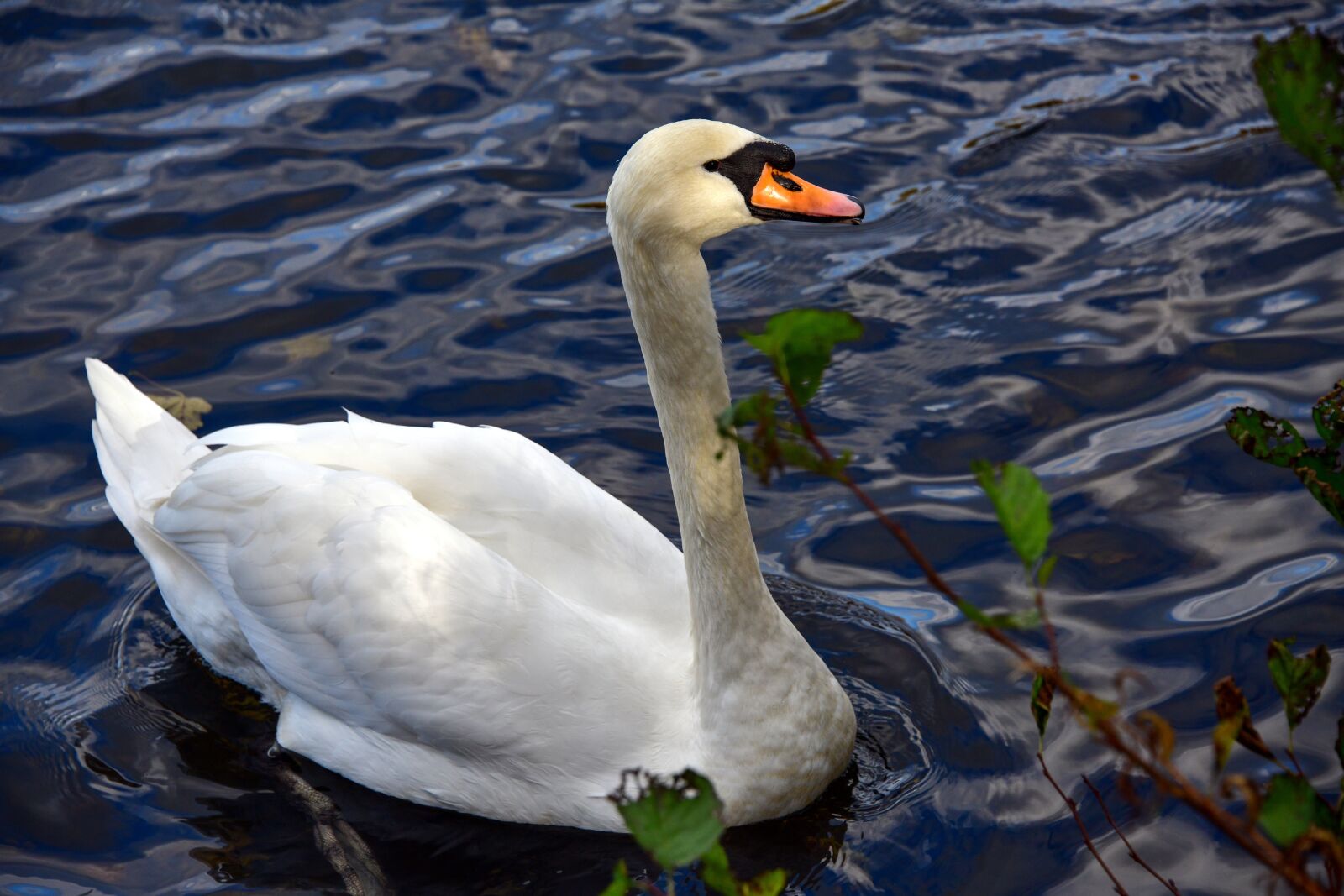 Nikon D850 sample photo. Swan, lake, bird photography