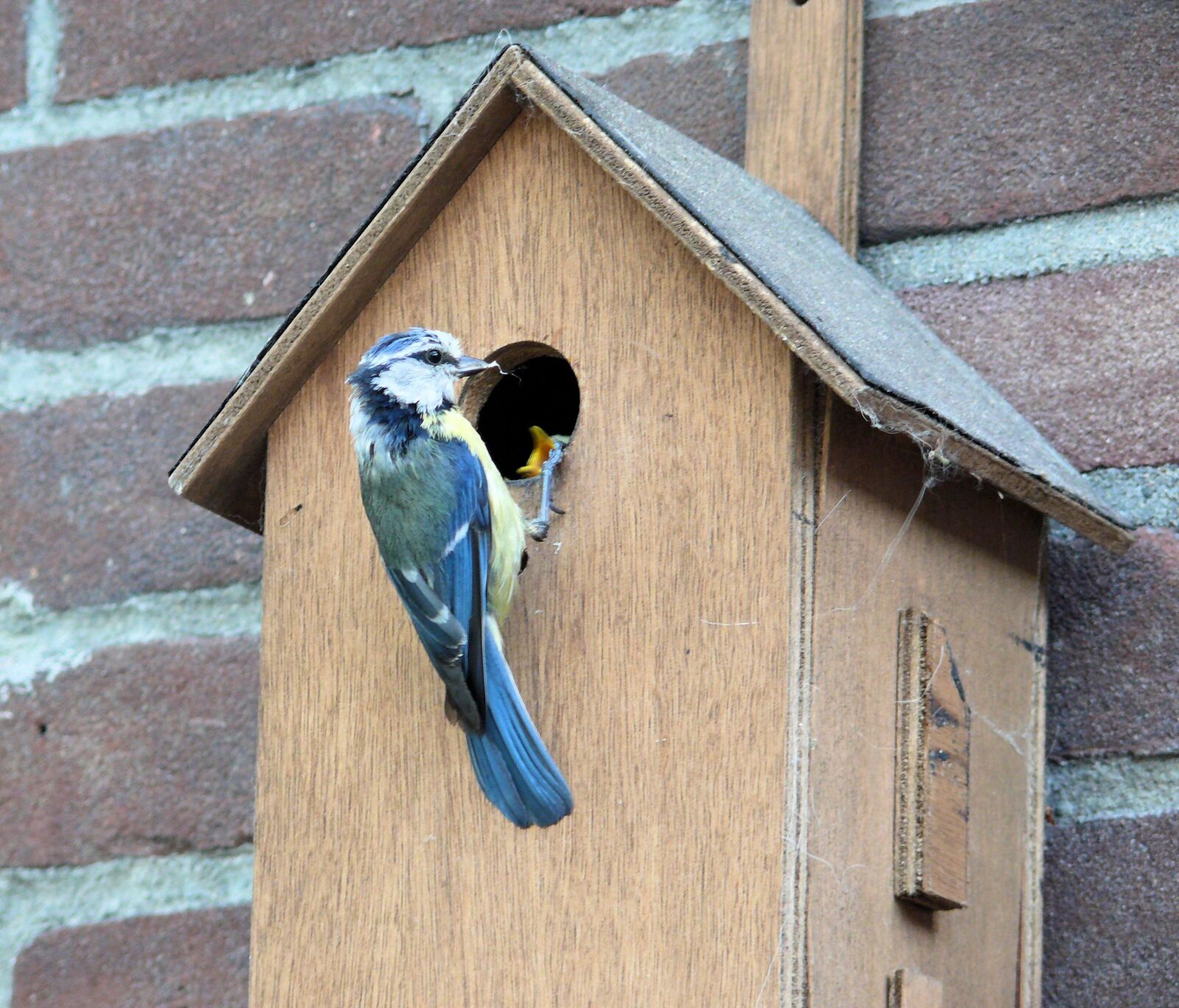 Panasonic DMC-FZ50 sample photo. Bird, pimpelmeesje, birdhouse photography