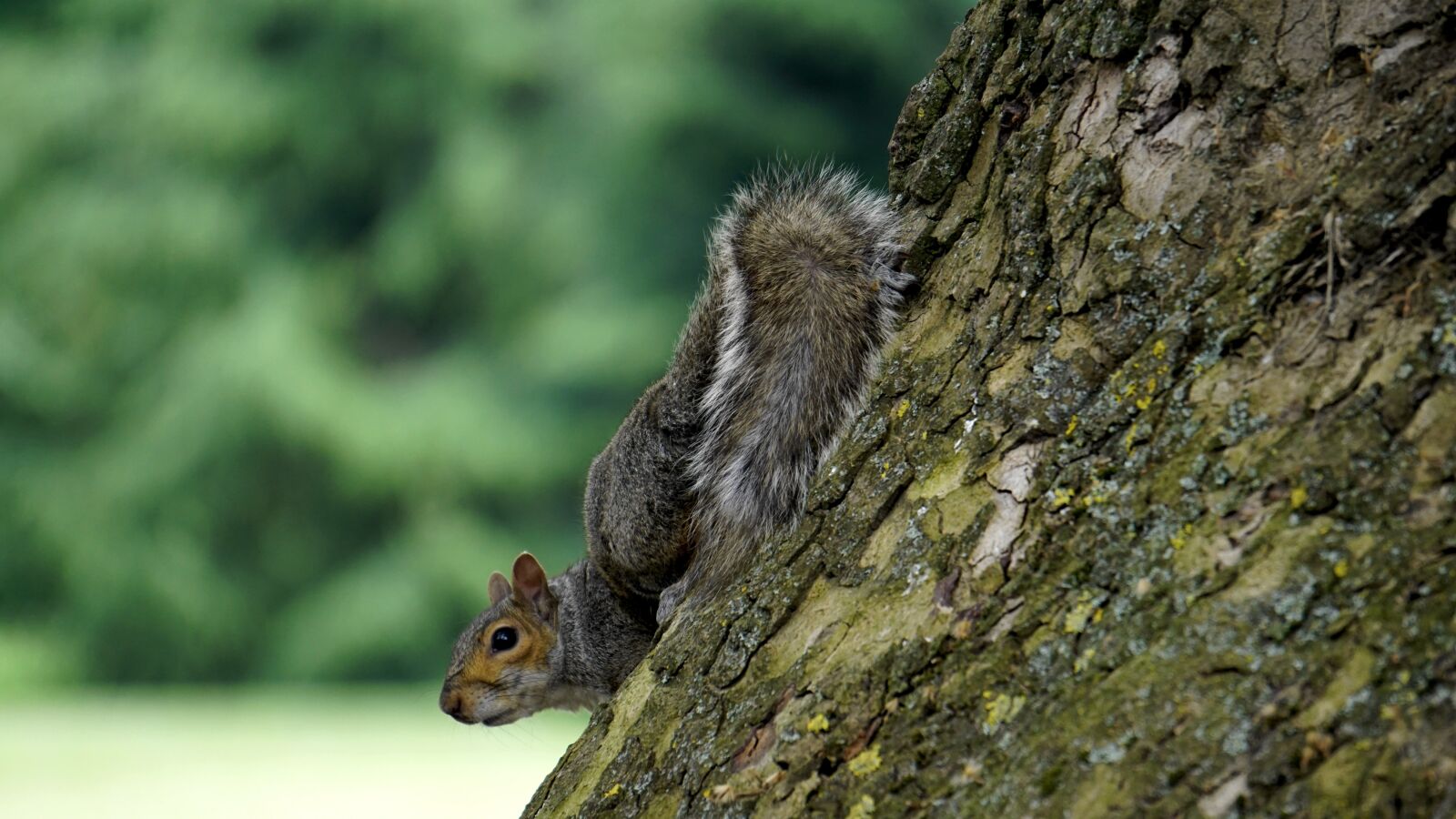 Sony E 55-210mm F4.5-6.3 OSS sample photo. Grey squirrel, wood, animal photography