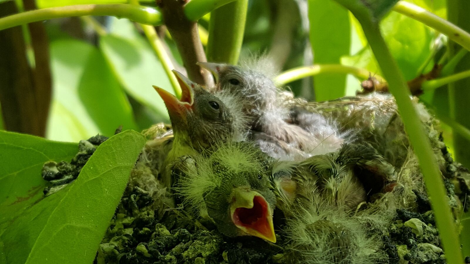 Samsung Galaxy S6 sample photo. Chicks, bird, petit photography