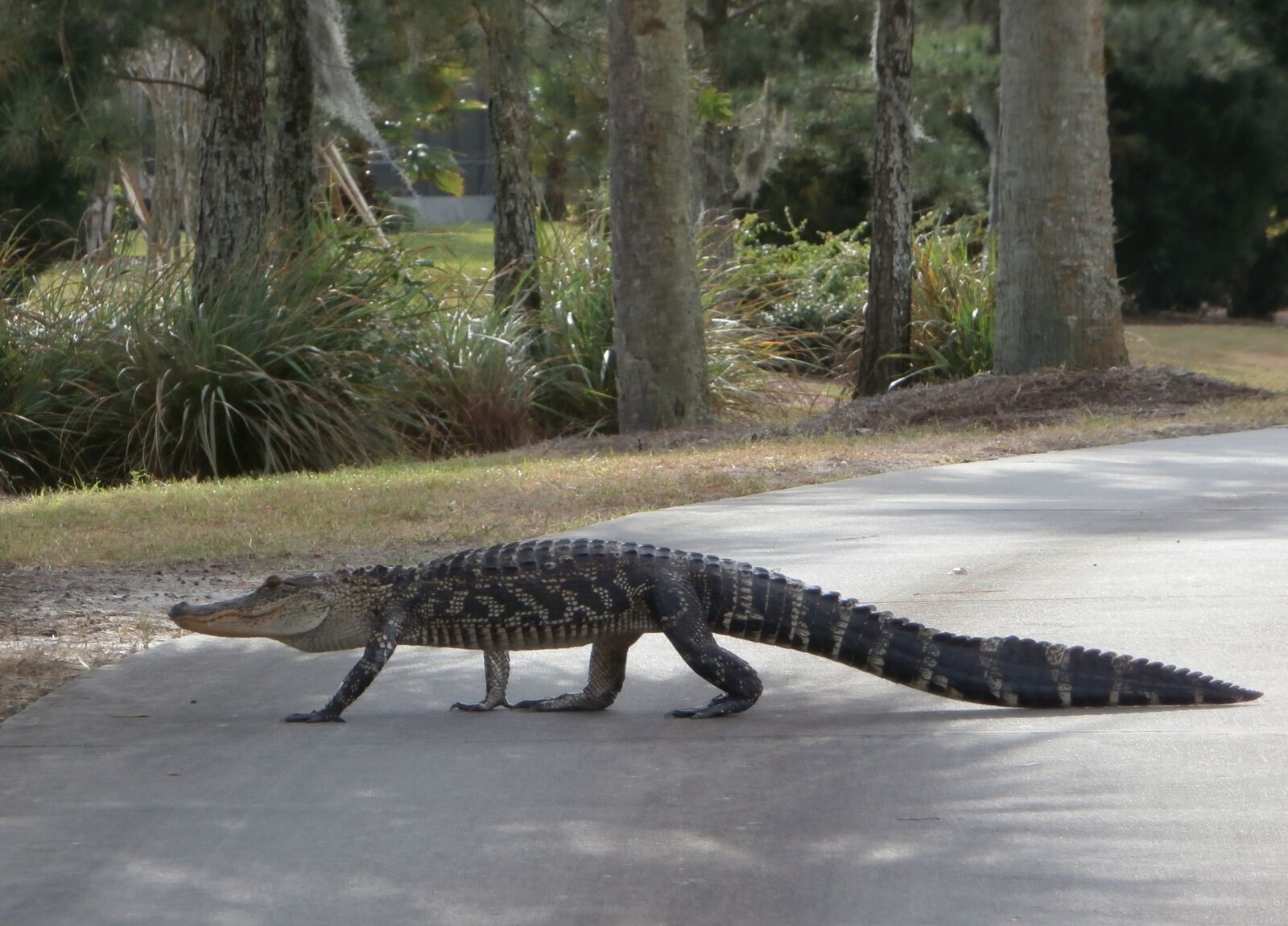 Olympus VR340,D750 sample photo. Alligator, walking, golf course photography