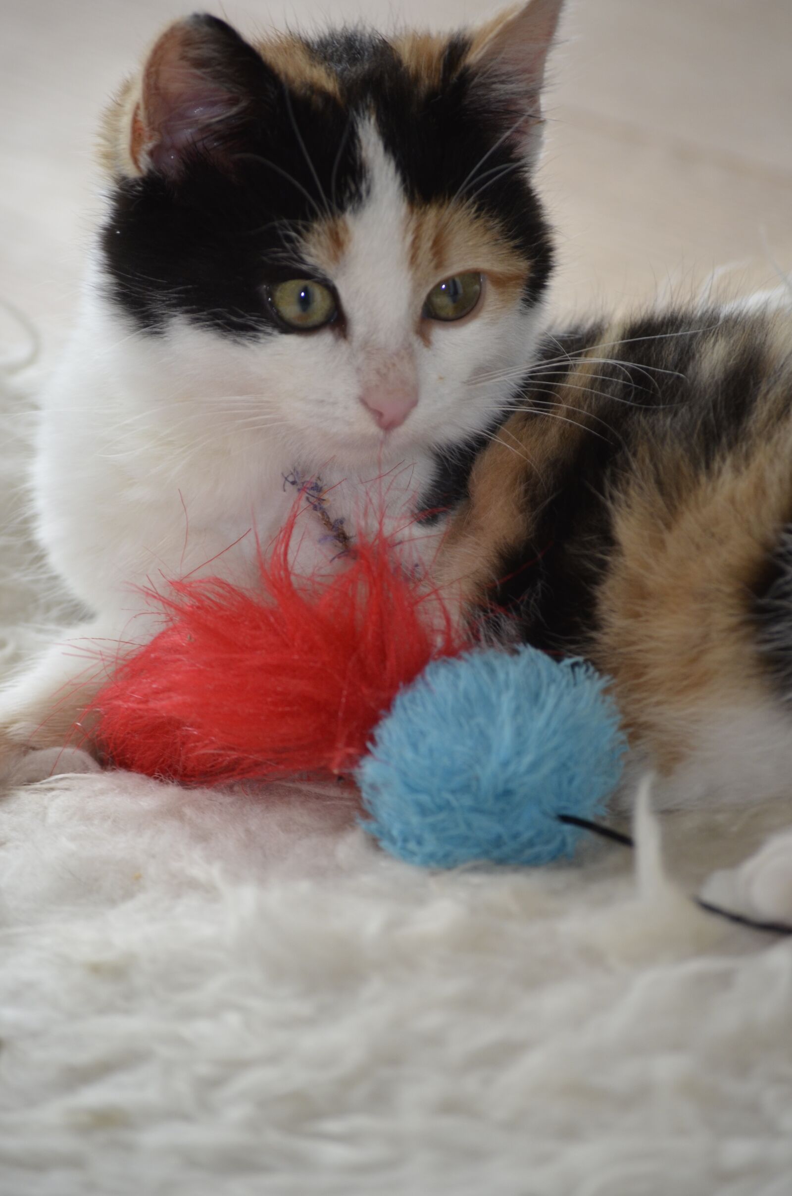 Nikon D5100 sample photo. Lucky cat, kitten, cute photography