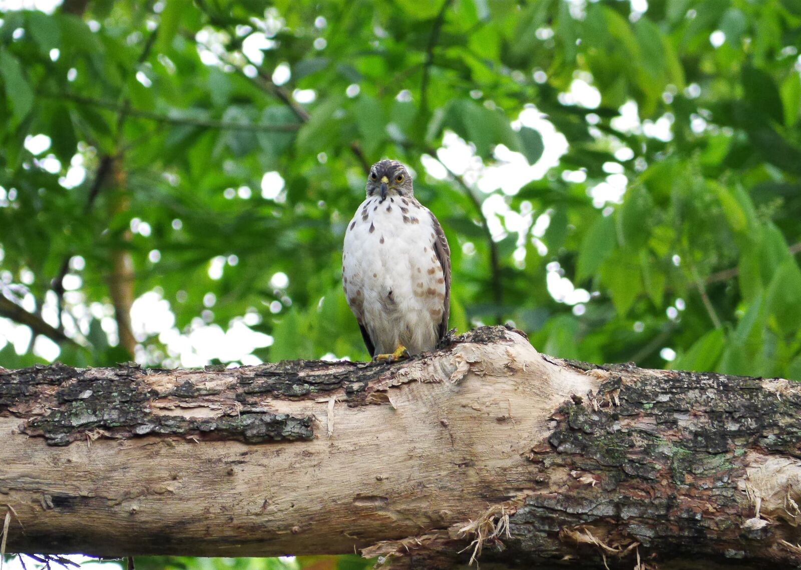Panasonic Lumix DMC-GH3 sample photo. Basra hawk, wild, bird photography