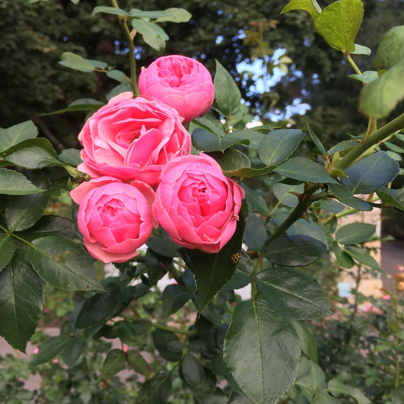 Apple iPhone 6 sample photo. Roses, flowers, floral photography