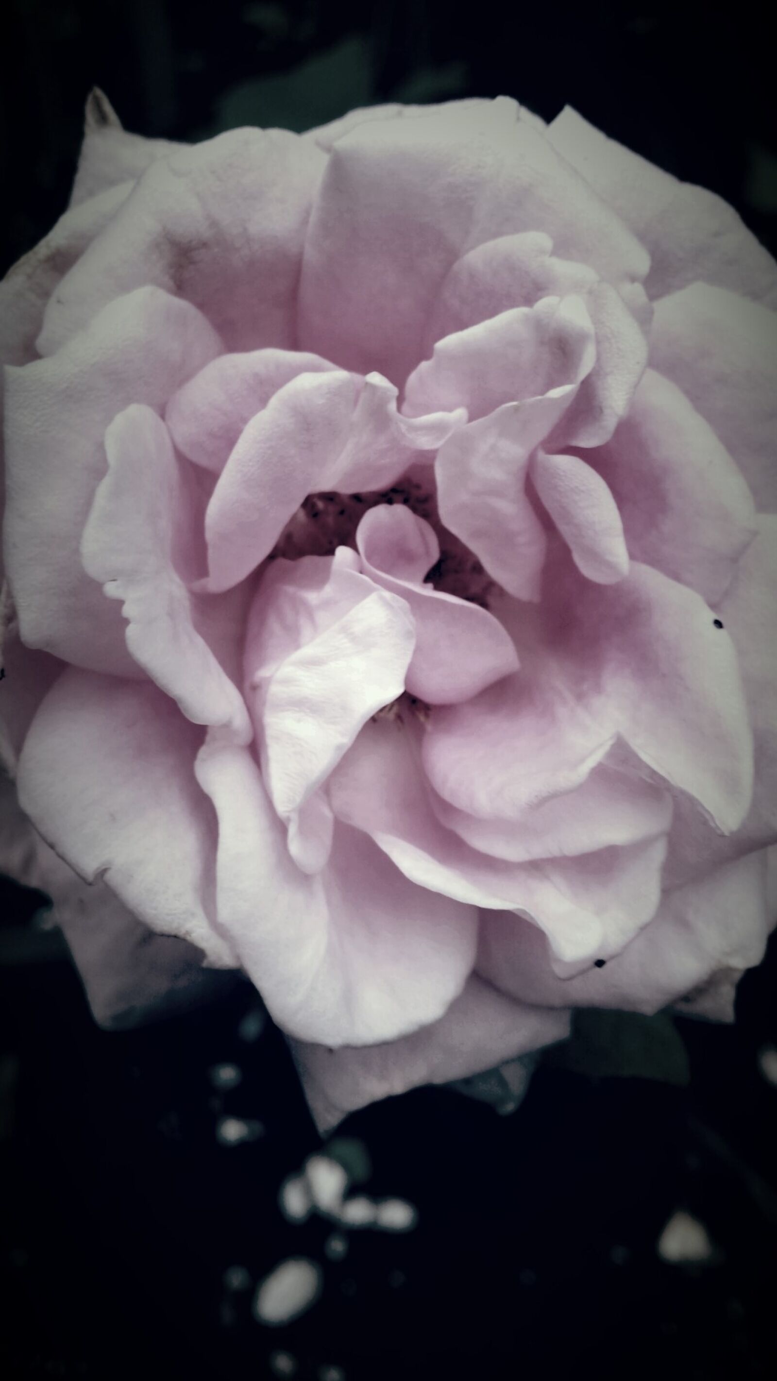 Samsung Galaxy S4 sample photo. Flower, flower, garden, garden photography