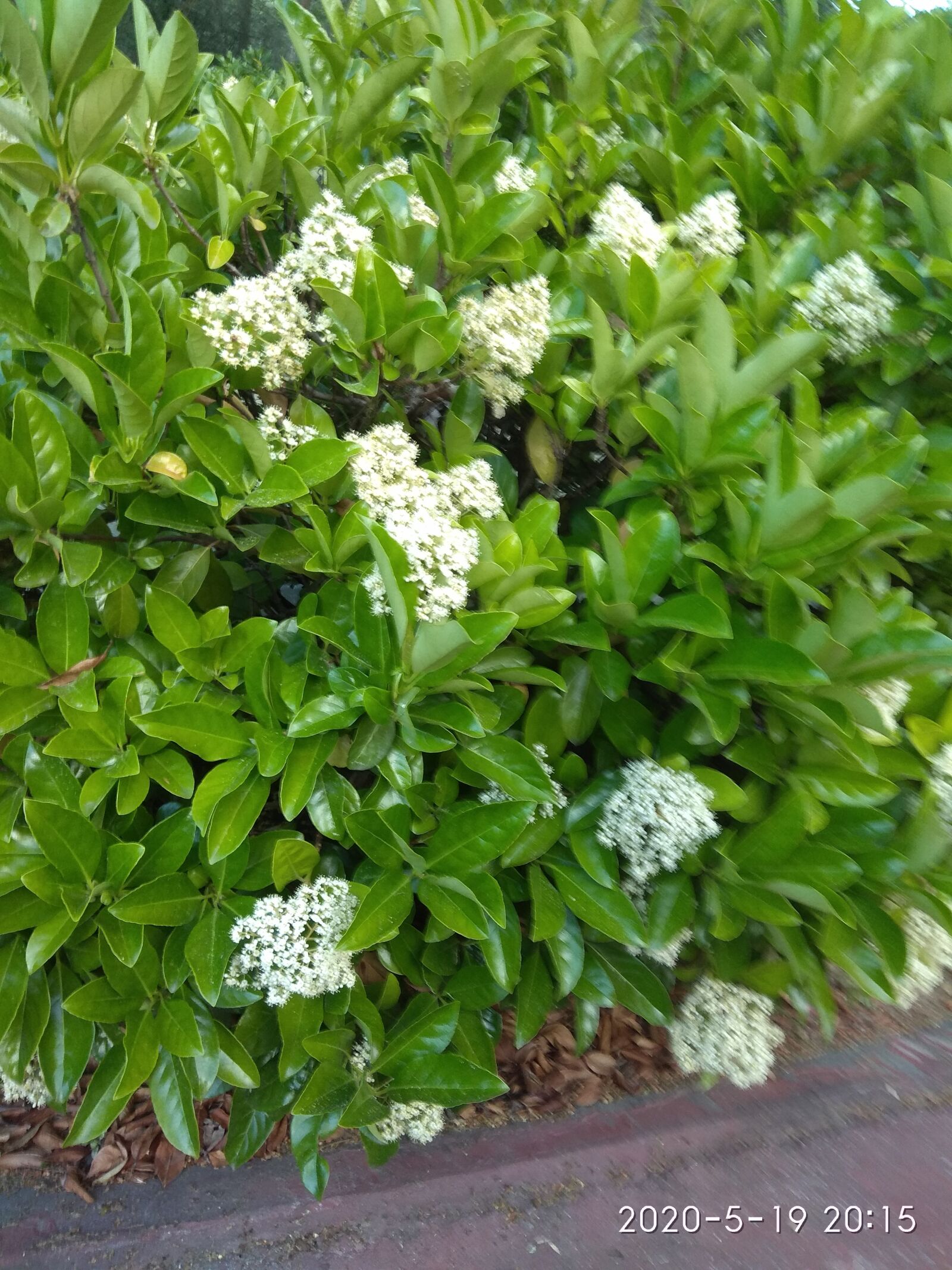 Xiaomi Redmi Note 4 sample photo. Planta, jardín, gardenias photography