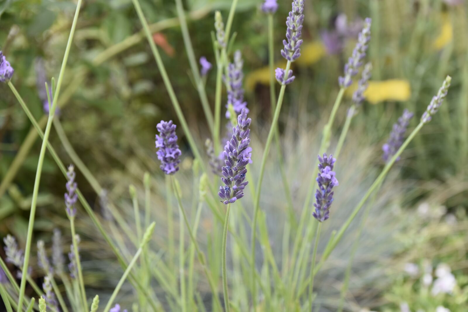 Nikon D5600 sample photo. Flower, lavender flowers, perfume photography