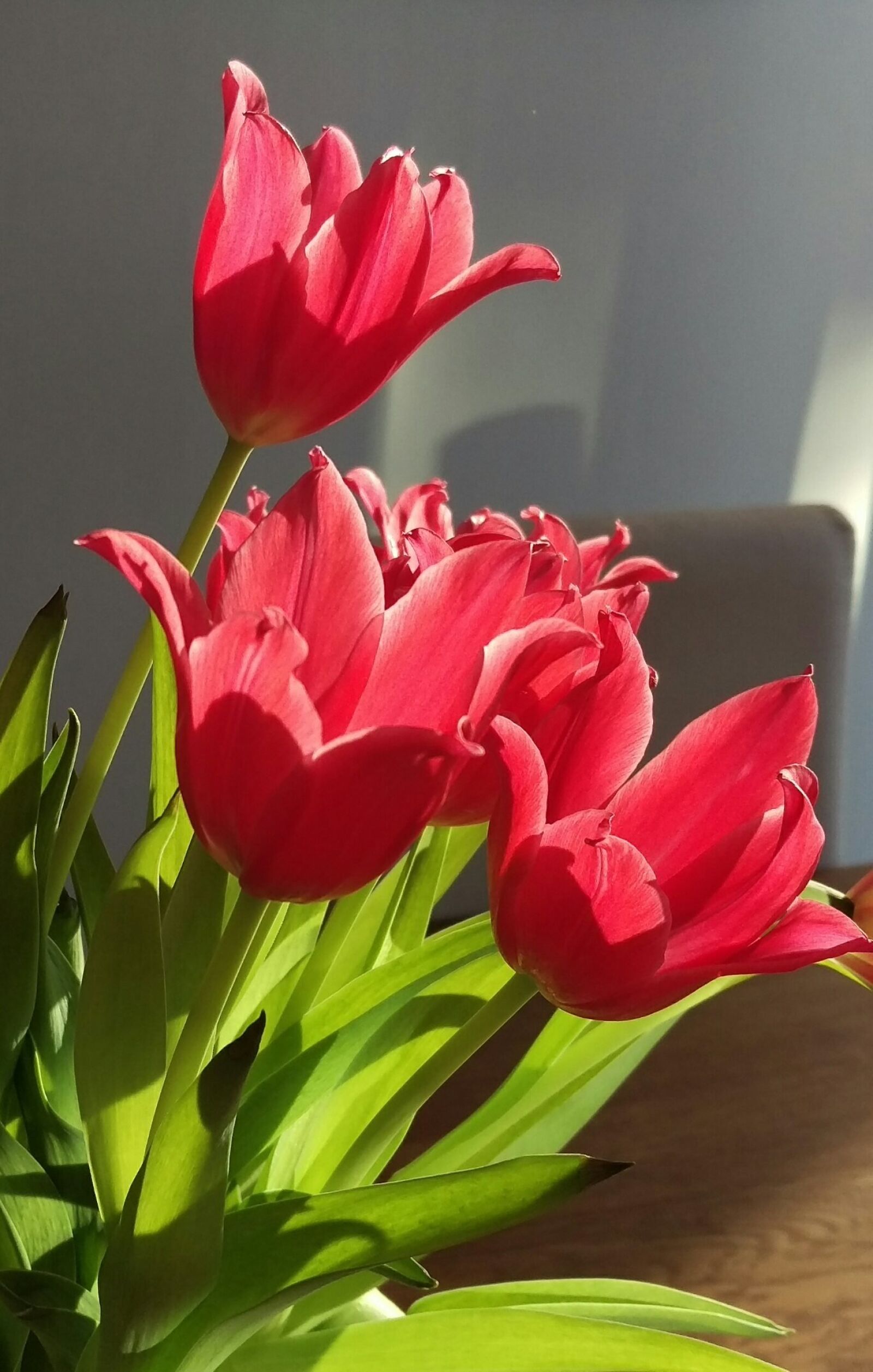 HTC ONE M9 sample photo. Tulips, spring, bouquet photography